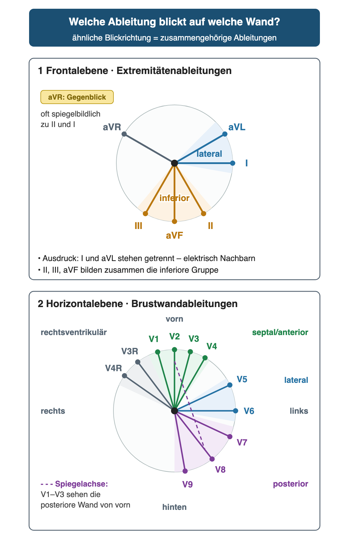 Zwei Blickrichtungs-Schemata. Frontalebene: II, aVF und III zeigen nach unten (inferior), I und aVL nach links (lateral), aVR nach rechts oben als Gegenblick. Horizontalebene: V3R/V4R rechts vorn (rechtsventrikulär), V1–V4 vorn (septal/anterior), V5–V6 links (lateral), V7–V9 hinten (posterior); eine gestrichelte Spiegelachse verbindet V1–V3 mit der posterioren Wand