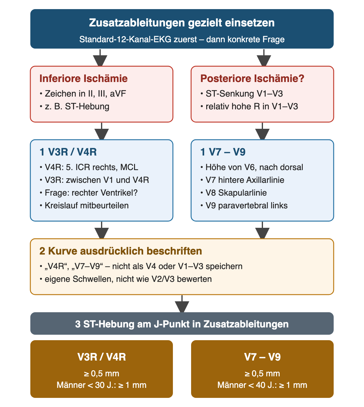 Entscheidungsweg für Zusatzableitungen: bei inferiorer Ischämie V3R und V4R, bei vermuteter posteriorer Ischämie V7 bis V9; danach ausdrücklich beschriften; ST-Hebung in V3R/V4R und V7–V9 ab 0,5 mm, bei jungen Männern ab 1 mm