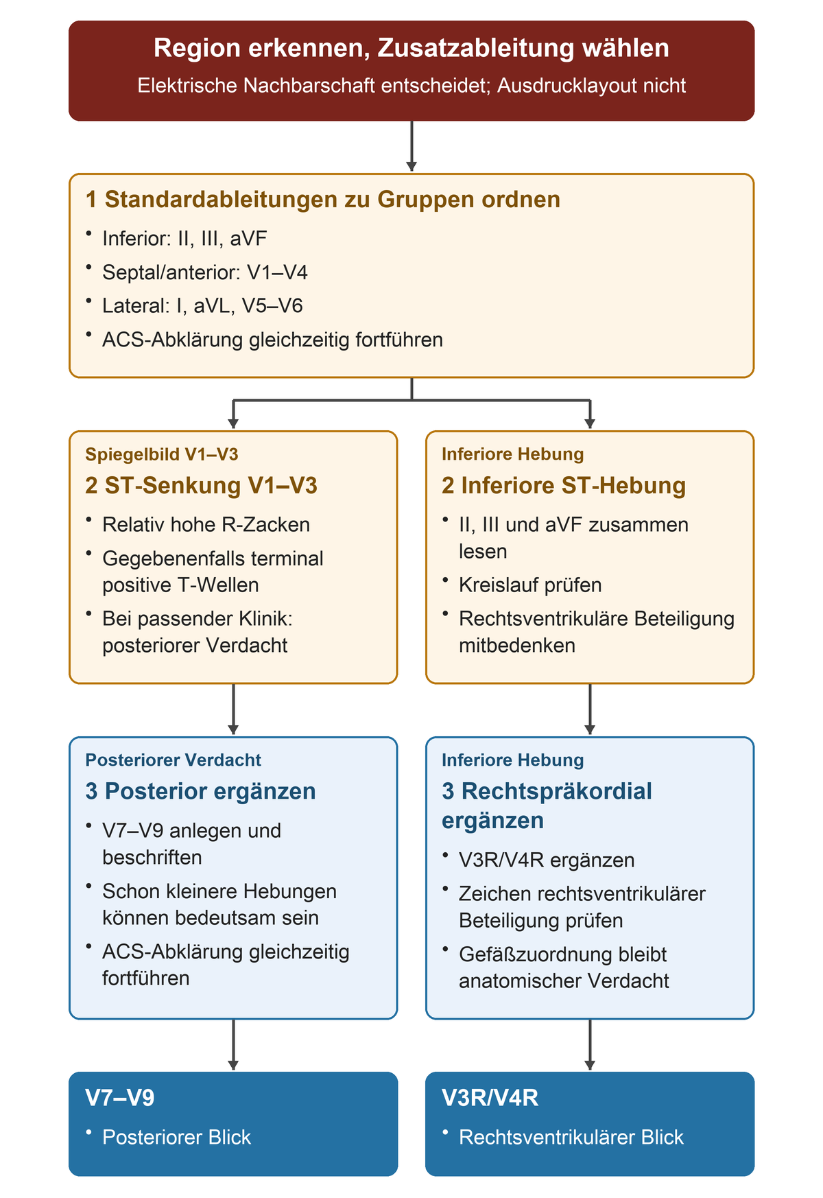 Standardableitungen zu regionalen Gruppen ordnen; ST-Senkung mit hohen R-Zacken in V1–V3 lenkt zu V7–V9, inferiore Hebung zu V3R/V4R und Kreislaufprüfung.