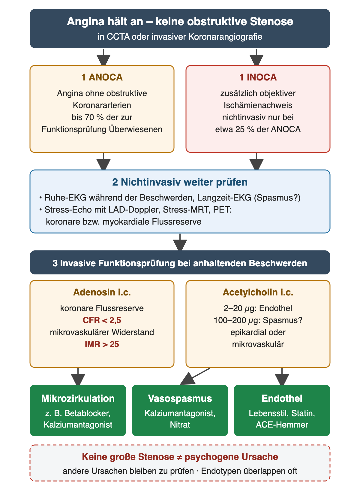 Kopf „Angina hält an – keine obstruktive Stenose“; 1 nebeneinander ANOCA (bis 70 % der zur Funktionsprüfung Überwiesenen) und INOCA mit objektivem Ischämienachweis (nichtinvasiv bei etwa 25 % der ANOCA); 2 nichtinvasiv Ruhe- und Langzeit-EKG, Stress-Echo mit LAD-Doppler, Stress-MRT, PET; 3 invasive Funktionsprüfung mit Adenosin (CFR < 2,5, IMR > 25) und Acetylcholin (2–20 µg Endothel, 100–200 µg Spasmus); unten grün Mikrozirkulation mit Betablocker oder Kalziumantagonist, Vasospasmus mit Kalziumantagonist und Nitrat, Endothel mit Lebensstil, Statin, ACE-Hemmer; rot gestrichelt „Keine große Stenose ≠ psychogene Ursache“.