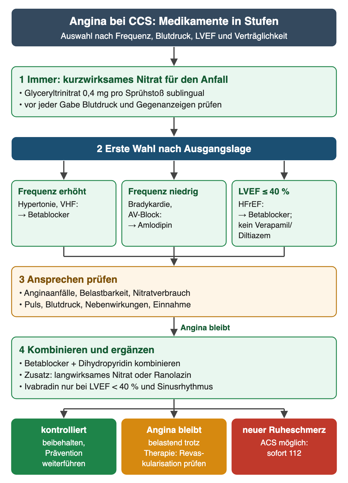 Flussdiagramm antianginöse Therapie bei CCS in Stufen: 1 immer kurzwirksames Nitrat für den Anfall, Glyceryltrinitrat 0,4 mg pro Sprühstoß sublingual, vorher Blutdruck und Gegenanzeigen prüfen; 2 erste Wahl nach Ausgangslage: Frequenz erhöht mit Hypertonie oder Vorhofflimmern Betablocker, Frequenz niedrig mit Bradykardie oder AV-Block Amlodipin, LVEF bis 40 Prozent Betablocker und kein Verapamil oder Diltiazem; 3 Ansprechen prüfen mit Anginaanfällen, Belastbarkeit, Nitratverbrauch, Puls, Blutdruck, Nebenwirkungen und Einnahme; 4 wenn Angina bleibt Betablocker plus Dihydropyridin kombinieren, Zusatz langwirksames Nitrat oder Ranolazin, Ivabradin nur bei LVEF unter 40 Prozent und Sinusrhythmus. Ergebnis: kontrolliert beibehalten; belastende Angina trotz Therapie Revaskularisation prüfen; neuer Ruheschmerz sofort 112