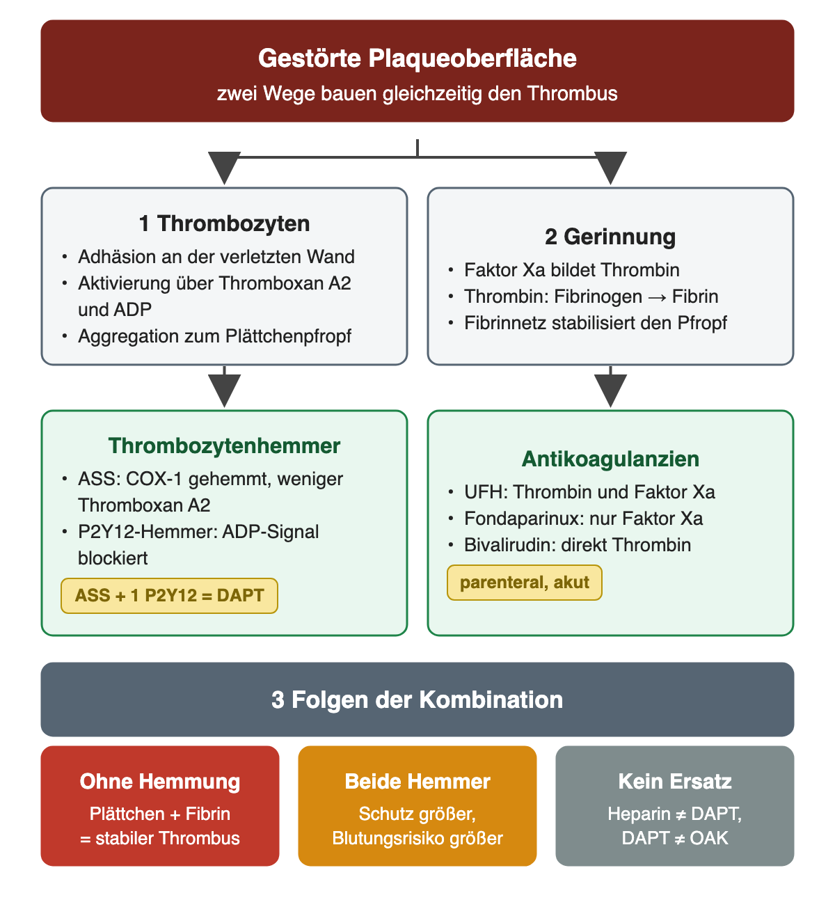 Thrombusbildung an der gestörten Plaqueoberfläche auf zwei parallelen Wegen: Schritt 1 Thrombozyten mit Adhäsion, Aktivierung über Thromboxan A2 und ADP und Aggregation, gehemmt durch ASS (COX-1) und P2Y12-Hemmer (ADP-Signal), zusammen DAPT; Schritt 2 Gerinnung mit Faktor Xa, Thrombin und Fibrin, gehemmt durch UFH (Thrombin und Faktor Xa), Fondaparinux (nur Faktor Xa) und Bivalirudin (direkt Thrombin); unten drei Folgen: ohne Hemmung stabiler Thrombus, beide Hemmer mehr Schutz und mehr Blutungsrisiko, kein gegenseitiger Ersatz.