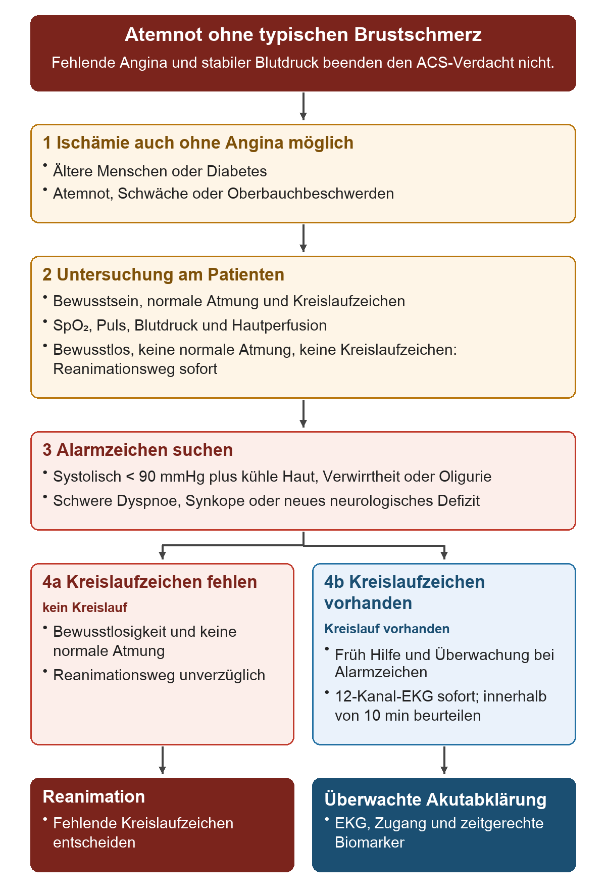 Atemnot ohne typischen Brustschmerz: Von oben nach unten 1 Ischämie auch ohne Angina möglich; 2 Untersuchung am Patienten; 3 Alarmzeichen suchen; 4a Kreislaufzeichen fehlen; 4b Kreislaufzeichen vorhanden. Die untere Reihe zeigt Reanimation, Überwachte Akutabklärung.