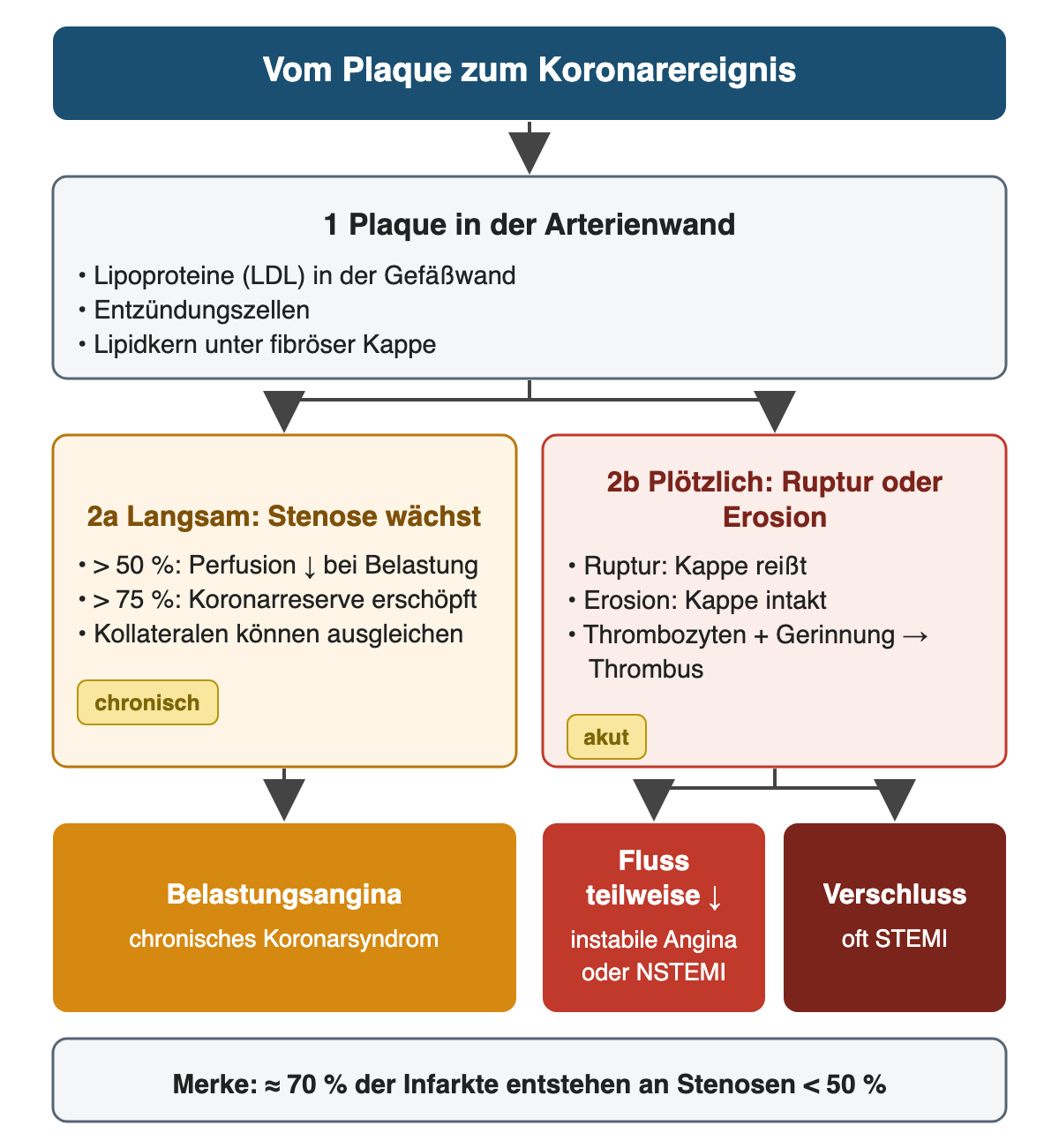 Von der Plaque in der Arterienwand führt links ein langsamer Weg über die wachsende Stenose zur Belastungsangina beim chronischen Koronarsyndrom. Rechts führt Ruptur oder Erosion zum Thrombus mit teilweise vermindertem Fluss bei instabiler Angina oder NSTEMI oder zum Verschluss, oft mit STEMI. Unten steht, dass etwa 70 % der Infarkte an Stenosen unter 50 % entstehen.