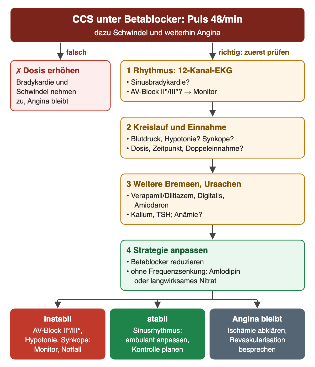 Flussdiagramm CCS unter Betablocker mit Puls 48/min, Schwindel und weiterhin Angina. Falscher Weg: Dosis erhöhen, Bradykardie und Schwindel nehmen zu, Angina bleibt. Richtiger Weg, zuerst prüfen: 1 Rhythmus im 12-Kanal-EKG, Sinusbradykardie oder AV-Block II. oder III. Grades mit Monitor; 2 Kreislauf und Einnahme mit Blutdruck, Hypotonie, Synkope, Dosis, Zeitpunkt und Doppeleinnahme; 3 weitere Bremsen und Ursachen wie Verapamil oder Diltiazem, Digitalis, Amiodaron, Kalium, TSH, Anämie; 4 Strategie anpassen, Betablocker reduzieren, ohne Frequenzsenkung Amlodipin oder langwirksames Nitrat. Ergebnis: instabil mit AV-Block II. oder III. Grades, Hypotonie oder Synkope Monitor und Notfall; stabil mit Sinusrhythmus ambulant anpassen und Kontrolle planen; Angina bleibt Ischämie abklären und Revaskularisation besprechen