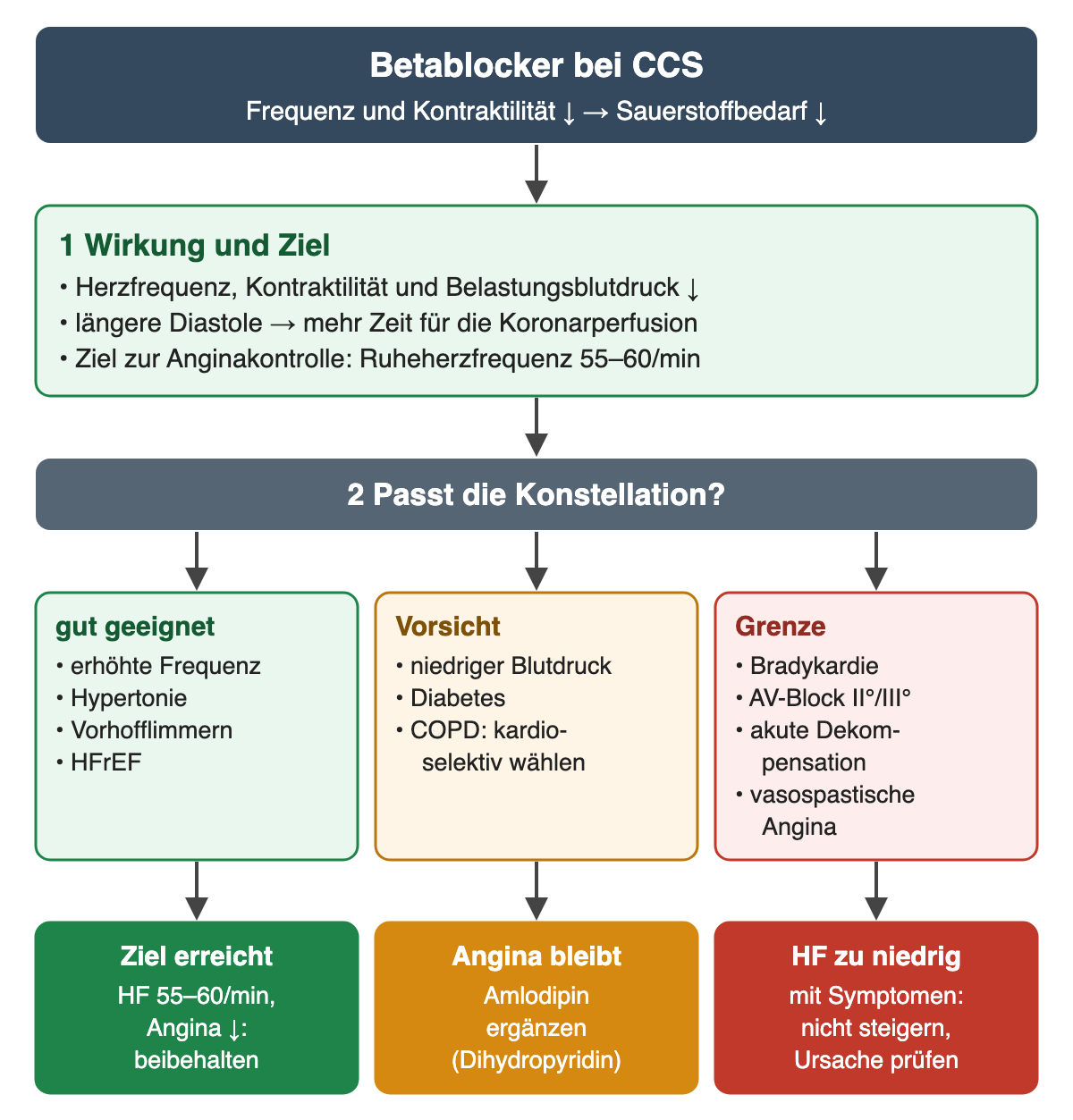 Diagramm Betablocker bei CCS: Schritt 1 Wirkung und Ziel mit Senkung von Herzfrequenz, Kontraktilität und Belastungsblutdruck, längerer Diastole für die Koronarperfusion und Ziel-Ruheherzfrequenz 55–60/min. Schritt 2 Konstellation: gut geeignet bei erhöhter Frequenz, Hypertonie, Vorhofflimmern, HFrEF; Vorsicht bei niedrigem Blutdruck, Diabetes und COPD mit kardioselektiver Wahl; Grenze bei Bradykardie, AV-Block II. oder III. Grades, akuter Dekompensation und vasospastischer Angina. Ergebnis: Ziel erreicht beibehalten, Angina bleibt Amlodipin ergänzen, Herzfrequenz zu niedrig mit Symptomen nicht steigern und Ursache prüfen