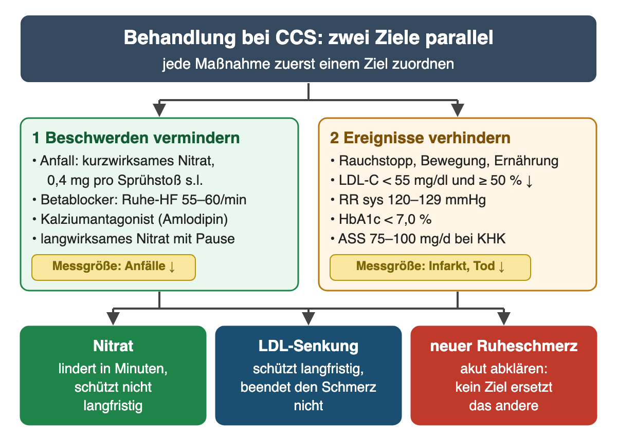 Schema: Behandlung bei CCS mit zwei parallelen Zielen. Links Beschwerden vermindern: kurzwirksames Nitrat im Anfall mit 0,4 mg pro Sprühstoß sublingual, Betablocker mit Ziel-Ruheherzfrequenz 55–60/min, Kalziumantagonist wie Amlodipin, langwirksames Nitrat mit Pause; Messgröße Anfälle. Rechts Ereignisse verhindern: Rauchstopp, Bewegung, Ernährung, LDL-C unter 55 mg/dl und mindestens 50 Prozent Senkung, systolischer Blutdruck 120–129 mmHg, HbA1c unter 7,0 Prozent, ASS 75–100 mg täglich bei KHK; Messgröße Infarkt und Tod. Unten: Nitrat lindert in Minuten, schützt aber nicht langfristig; LDL-Senkung schützt langfristig, beendet den Schmerz nicht; neuer Ruheschmerz wird akut abgeklärt