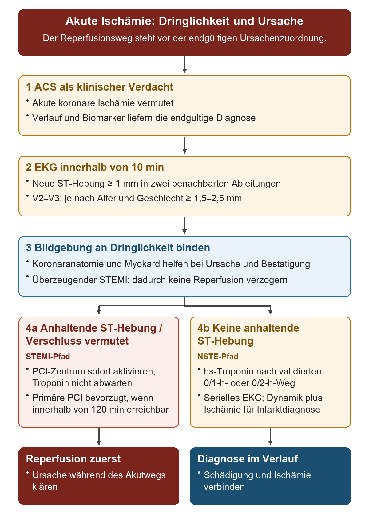 Akute Ischämie: Dringlichkeit und Ursache: Von oben nach unten 1 ACS als klinischer Verdacht; 2 EKG innerhalb von 10 min; 3 Bildgebung an Dringlichkeit binden; 4a Anhaltende ST-Hebung / Verschlussverdacht; 4b Keine anhaltende ST-Hebung. Die untere Reihe zeigt Reperfusion zuerst, Diagnose im Verlauf.