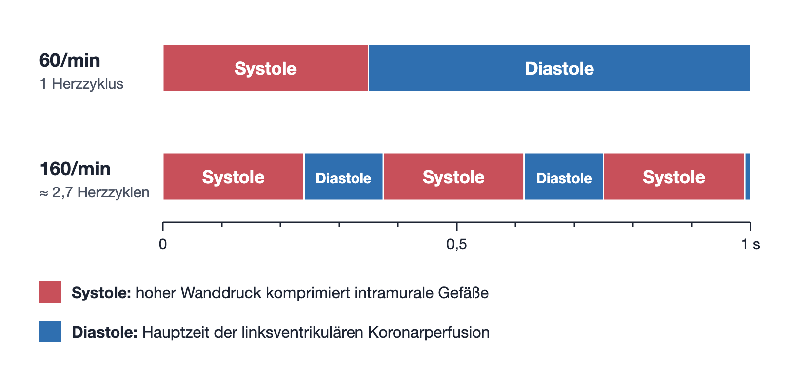 Balkendiagramm über eine Sekunde: bei 60/min ein Herzzyklus mit langer Diastole, bei 160/min fast drei Zyklen mit kurzen Diastolen