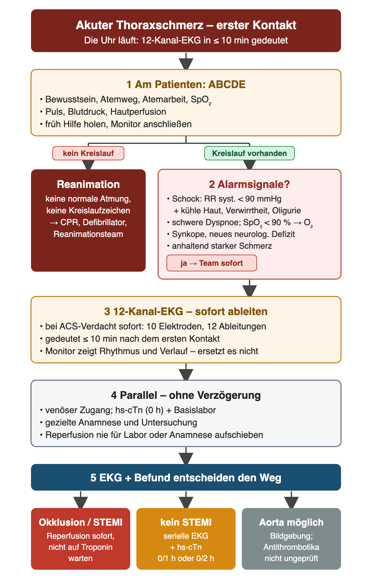 Algorithmus von oben nach unten: akuter Thoraxschmerz, dann ABCDE am Patienten. Ohne Kreislauf führt der linke Ast zur Reanimation; mit Kreislauf prüft der rechte Ast Alarmsignale wie Schock mit systolischem Druck unter 90 mmHg und Minderperfusion oder SpO₂ unter 90 %. Danach 12-Kanal-EKG innerhalb von 10 Minuten, parallel Zugang, hs-Troponin und Anamnese. Unten drei Ausgänge: Okklusion mit sofortiger Reperfusion, kein STEMI mit seriellen EKG und hs-cTn nach 0/1 h oder 0/2 h, möglicher Aortenbefund mit Bildgebung vor Antithrombotika.