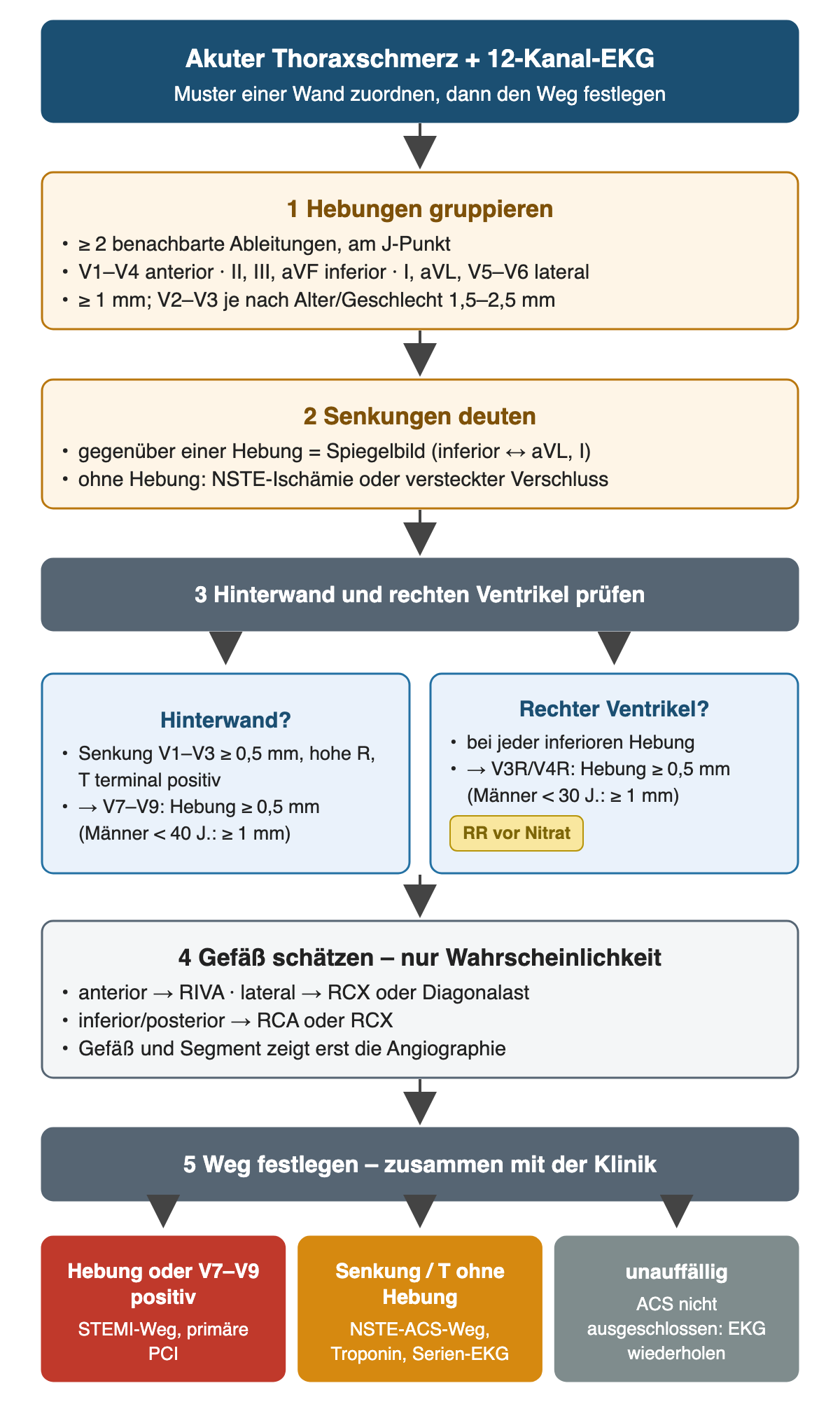 Ablauf in fünf Schritten: Hebungen in mindestens zwei benachbarten Ableitungen gruppieren, V1–V4 anterior, II, III, aVF inferior, I, aVL, V5–V6 lateral, ab 1 mm, in V2–V3 1,5 bis 2,5 mm; Senkungen als Spiegelbild oder als Ischämie ohne Hebung deuten; Hinterwand mit V7–V9 und rechten Ventrikel mit V3R/V4R prüfen, jeweils ab 0,5 mm, Männer unter 40 beziehungsweise unter 30 Jahren ab 1 mm, Blutdruck vor Nitrat; Gefäß nur als Wahrscheinlichkeit schätzen; Ergebnis STEMI-Weg, NSTE-ACS-Weg oder EKG wiederholen