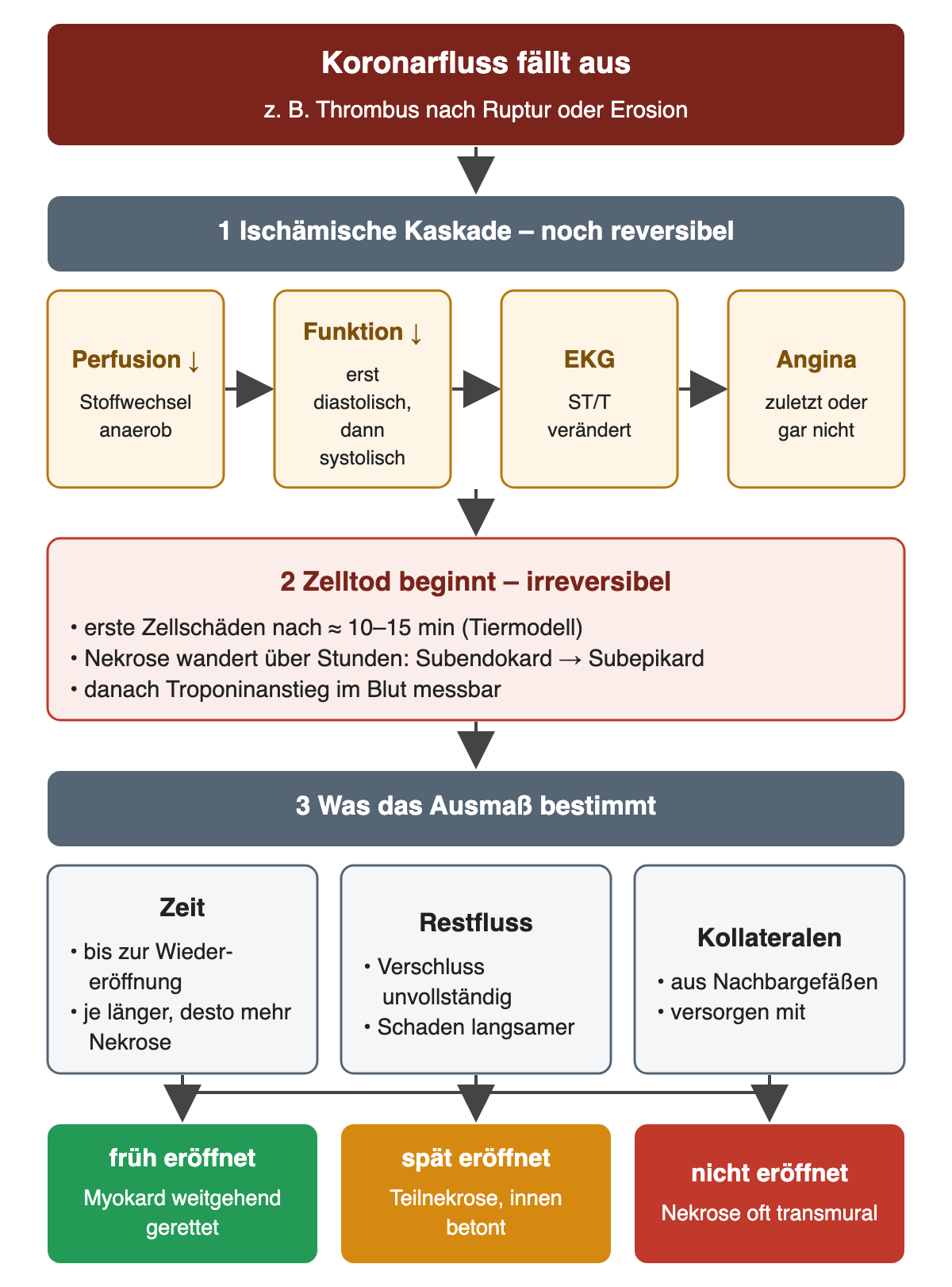 Oben führt der Ausfall des Koronarflusses über die ischämische Kaskade aus Perfusionsabfall, Funktionsstörung, EKG-Veränderung und Angina zum beginnenden Zelltod nach etwa 10–15 Minuten im Tiermodell. Darunter bestimmen Zeit, Restfluss und Kollateralen das Ausmaß; die untere Reihe vergleicht frühe, späte und fehlende Wiedereröffnung.