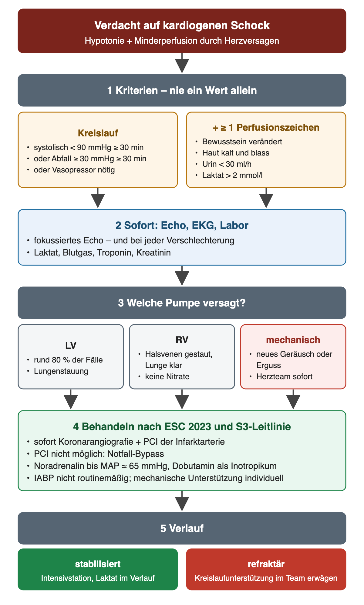 Flussdiagramm Verdacht auf kardiogenen Schock: Schritt 1 Kriterien, nie ein Wert allein, links Kreislauf mit systolisch unter 90 mmHg für mindestens 30 Minuten, Abfall um mindestens 30 mmHg oder Vasopressorbedarf, rechts mindestens ein Perfusionszeichen mit verändertem Bewusstsein, kalter blasser Haut, Urin unter 30 ml pro Stunde oder Laktat über 2 mmol/l. Schritt 2 sofort fokussiertes Echo, auch bei jeder Verschlechterung, sowie Laktat, Blutgas, Troponin und Kreatinin. Schritt 3 welche Pumpe versagt: LV in rund 80 Prozent mit Lungenstauung, RV mit gestauten Halsvenen, klarer Lunge und ohne Nitrate, mechanisch mit neuem Geräusch oder Erguss und sofortigem Herzteam. Schritt 4 Behandlung: sofort Koronarangiografie und PCI der Infarktarterie, sonst Notfall-Bypass, Noradrenalin bis mittlerer Druck etwa 65 mmHg, Dobutamin als Inotropikum, IABP nicht routinemäßig, mechanische Unterstützung individuell. Schritt 5 stabilisiert auf Intensivstation mit Laktatverlauf oder refraktär mit Kreislaufunterstützung im Team