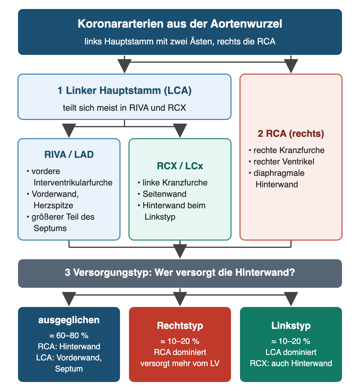 Oben teilt sich die linke Koronararterie in RIVA und RCX, daneben steht die RCA; für jeden Ast sind Verlauf und typisches Versorgungsgebiet genannt. Unten zeigen drei farbige Kästen den ausgeglichenen Versorgungstyp mit etwa 60–80 % sowie Rechts- und Linksversorgungstyp mit je etwa 10–20 %.