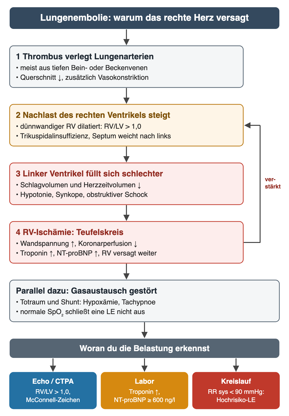 Diagramm Pathophysiologie der Lungenembolie in vier Schritten: 1 Thrombus verlegt Lungenarterien, meist aus tiefen Bein- oder Beckenvenen; 2 Nachlast des rechten Ventrikels steigt, RV dilatiert mit RV/LV über 1,0, Septum weicht nach links; 3 linker Ventrikel füllt sich schlechter, Herzzeitvolumen sinkt, Hypotonie, Synkope, obstruktiver Schock; 4 RV-Ischämie mit Troponin- und NT-proBNP-Anstieg, Rückkopplungspfeil zu Schritt 2 als Teufelskreis; parallel gestörter Gasaustausch, normale Sättigung schließt nicht aus; unten Erkennungszeichen: Echo oder CTPA RV/LV über 1,0 und McConnell-Zeichen, Labor Troponin und NT-proBNP ab 600 ng/l, Kreislauf systolisch unter 90 mmHg als Hochrisiko