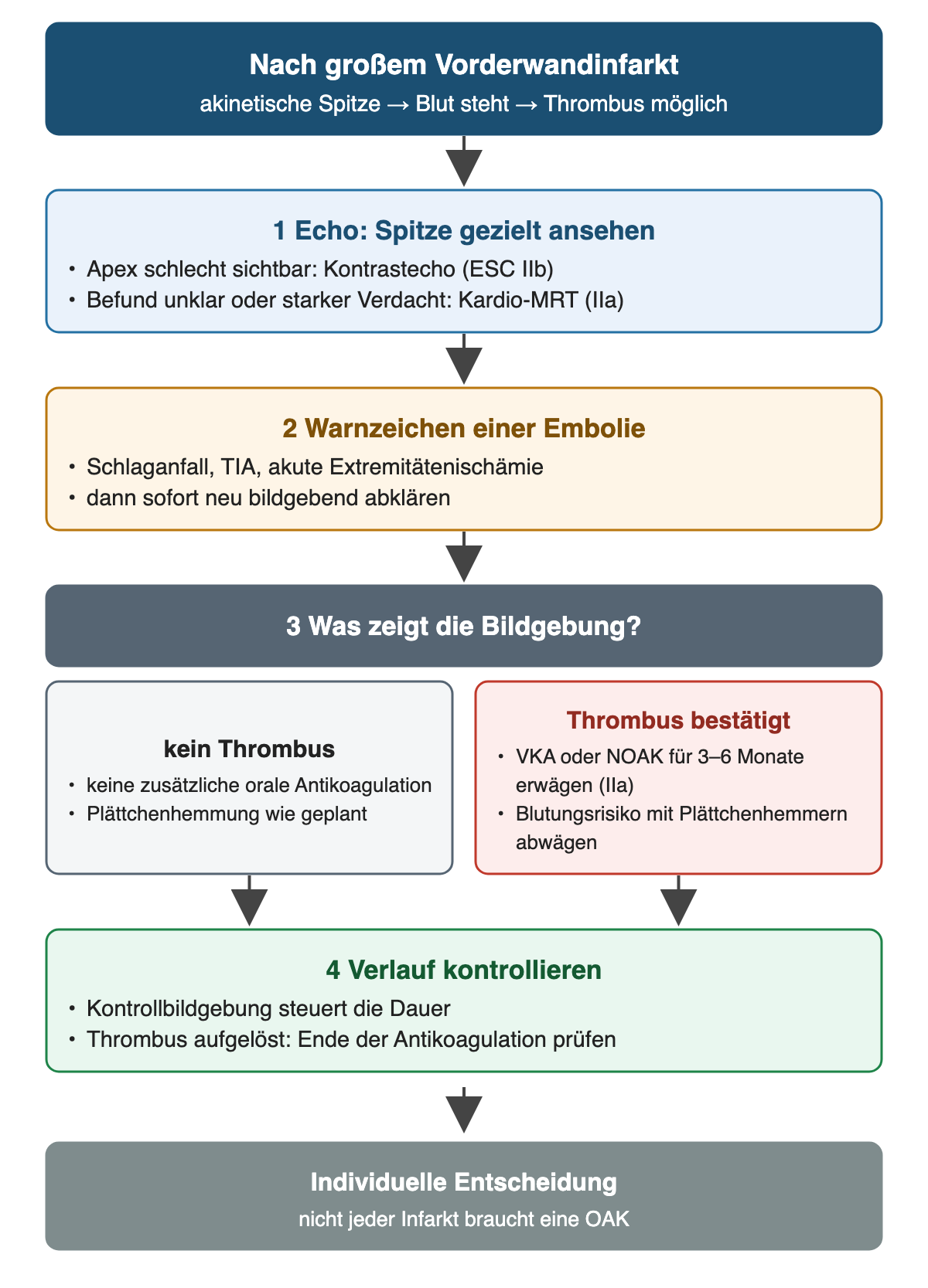 Flussdiagramm nach großem Vorderwandinfarkt mit akinetischer Spitze: Schritt 1 Echo mit gezieltem Blick auf die Spitze, bei schlecht sichtbarem Apex Kontrastecho, bei unklarem Befund oder starkem Verdacht Kardio-MRT. Schritt 2 Warnzeichen einer Embolie wie Schlaganfall, TIA oder akute Extremitätenischämie führen zur sofortigen erneuten Bildgebung. Schritt 3: kein Thrombus, dann keine zusätzliche orale Antikoagulation und Plättchenhemmung wie geplant; Thrombus bestätigt, dann VKA oder NOAK für 3 bis 6 Monate erwägen und Blutungsrisiko mit Plättchenhemmern abwägen. Schritt 4 Kontrollbildgebung steuert die Dauer. Ergebnis: individuelle Entscheidung, nicht jeder Infarkt braucht eine orale Antikoagulation
