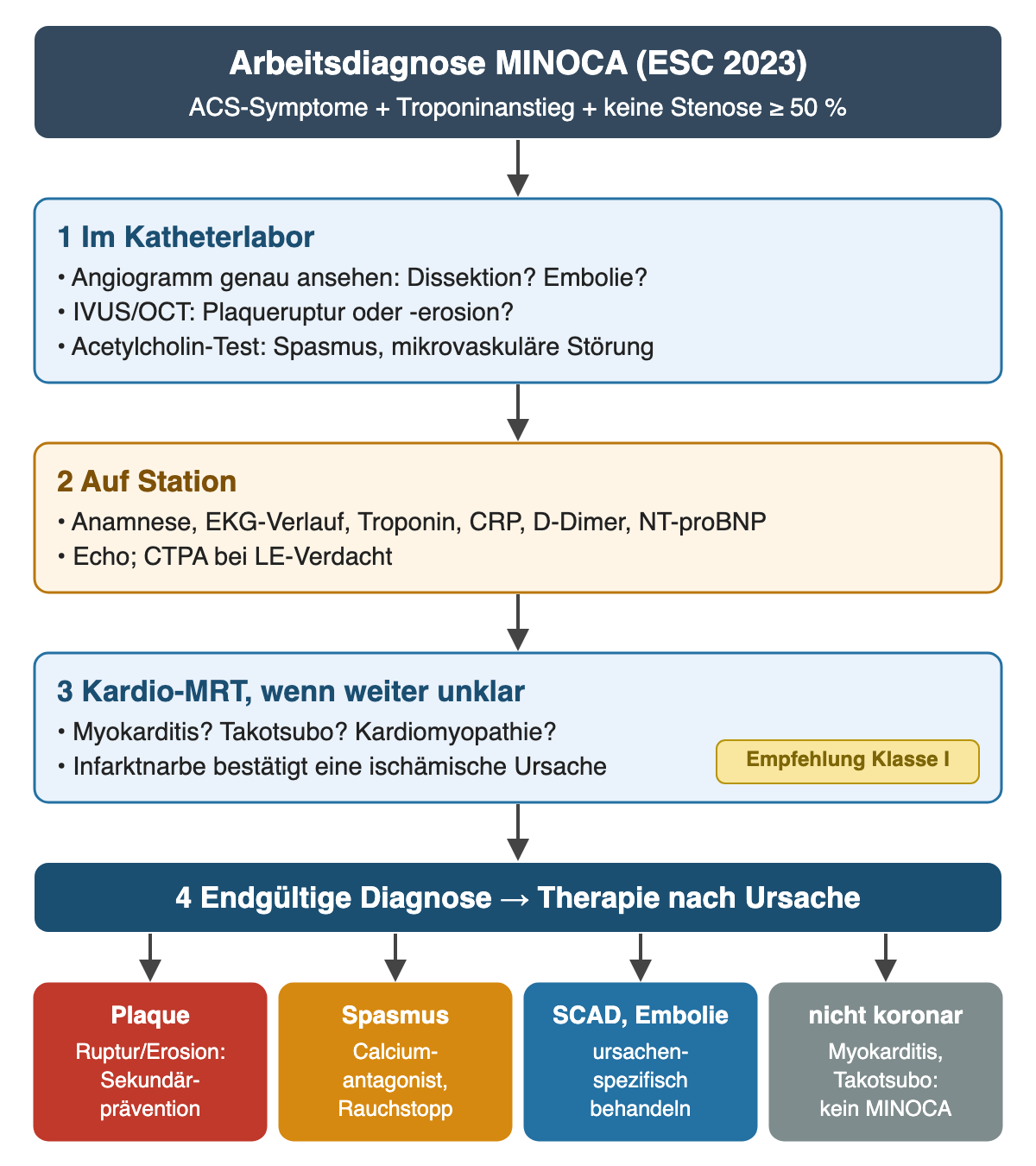Flussdiagramm Arbeitsdiagnose MINOCA nach ESC 2023 bei ACS-Symptomen, Troponinanstieg und keiner Stenose ab 50 Prozent: Schritt 1 im Katheterlabor Angiogramm genau ansehen auf Dissektion oder Embolie, IVUS oder OCT auf Plaqueruptur oder -erosion, Acetylcholin-Test auf Spasmus oder mikrovaskuläre Störung; Schritt 2 auf Station Anamnese, EKG-Verlauf, Troponin, CRP, D-Dimer, NT-proBNP, Echo und bei Verdacht CTPA; Schritt 3 Kardio-MRT, wenn weiter unklar, Empfehlung Klasse I, zur Abgrenzung von Myokarditis, Takotsubo, Kardiomyopathie oder Infarktnarbe; Schritt 4 endgültige Diagnose mit Therapie nach Ursache: Plaque mit Sekundärprävention, Spasmus mit Calciumantagonist und Rauchstopp, SCAD oder Embolie ursachenspezifisch, nicht koronare Ursache wie Myokarditis oder Takotsubo ist kein MINOCA