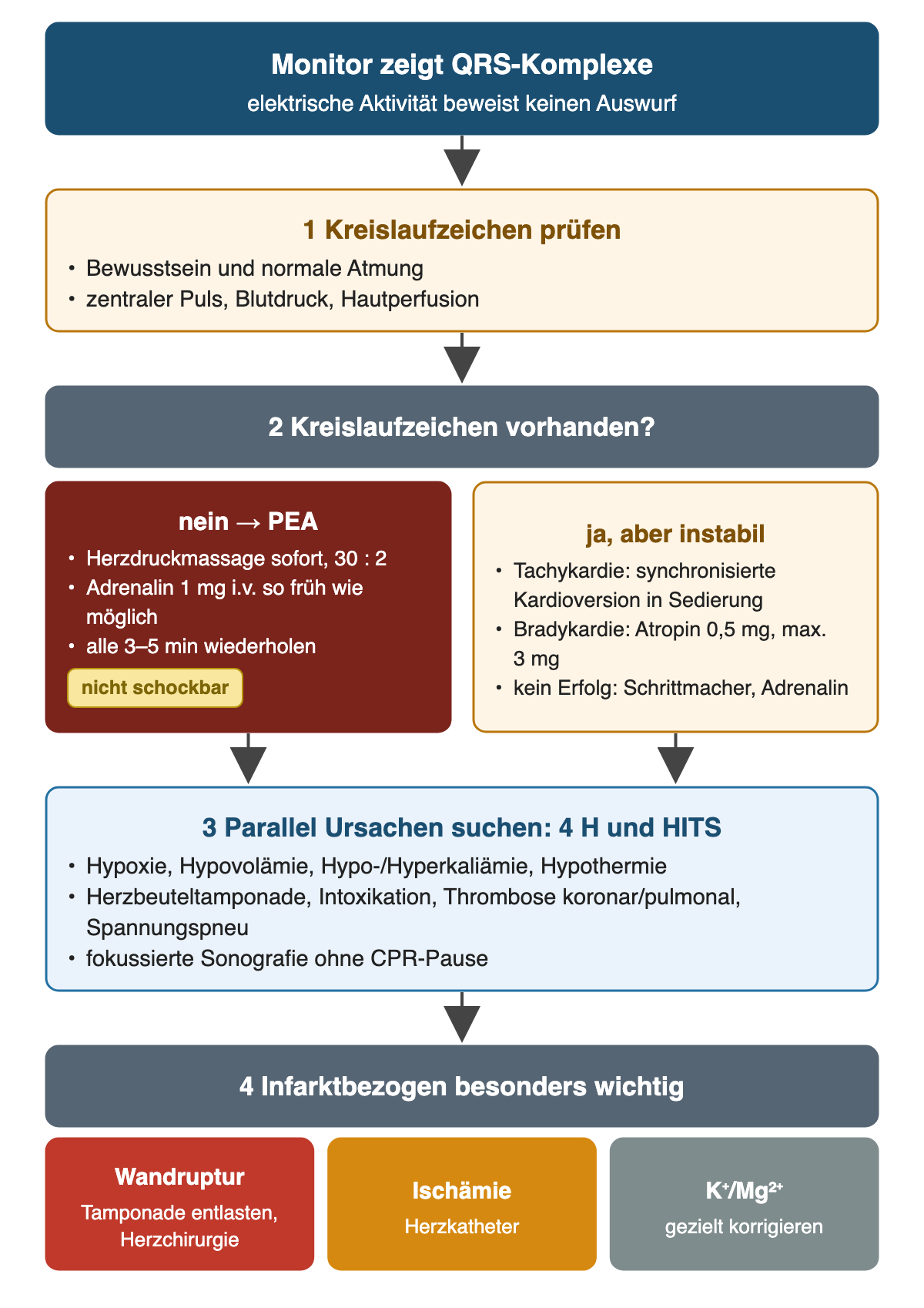Entscheidungsweg: Monitor zeigt QRS-Komplexe, elektrische Aktivität beweist keinen Auswurf. Schritt 1 Kreislaufzeichen prüfen mit Bewusstsein, normaler Atmung, zentralem Puls, Blutdruck und Hautperfusion. Schritt 2: ohne Kreislaufzeichen PEA mit sofortiger Herzdruckmassage 30 zu 2 und Adrenalin 1 mg i.v. so früh wie möglich, alle 3 bis 5 Minuten, nicht schockbar; mit Puls, aber instabil bei Tachykardie synchronisierte Kardioversion in Sedierung, bei Bradykardie Atropin 0,5 mg bis maximal 3 mg, sonst Schrittmacher oder Adrenalin. Schritt 3 parallel reversible Ursachen nach 4 H und HITS suchen, fokussierte Sonografie ohne CPR-Pause. Schritt 4 infarktbezogen: Wandruptur mit Tamponade entlasten und Herzchirurgie, Ischämie Herzkatheter, Kalium- und Magnesiumstörung gezielt korrigieren