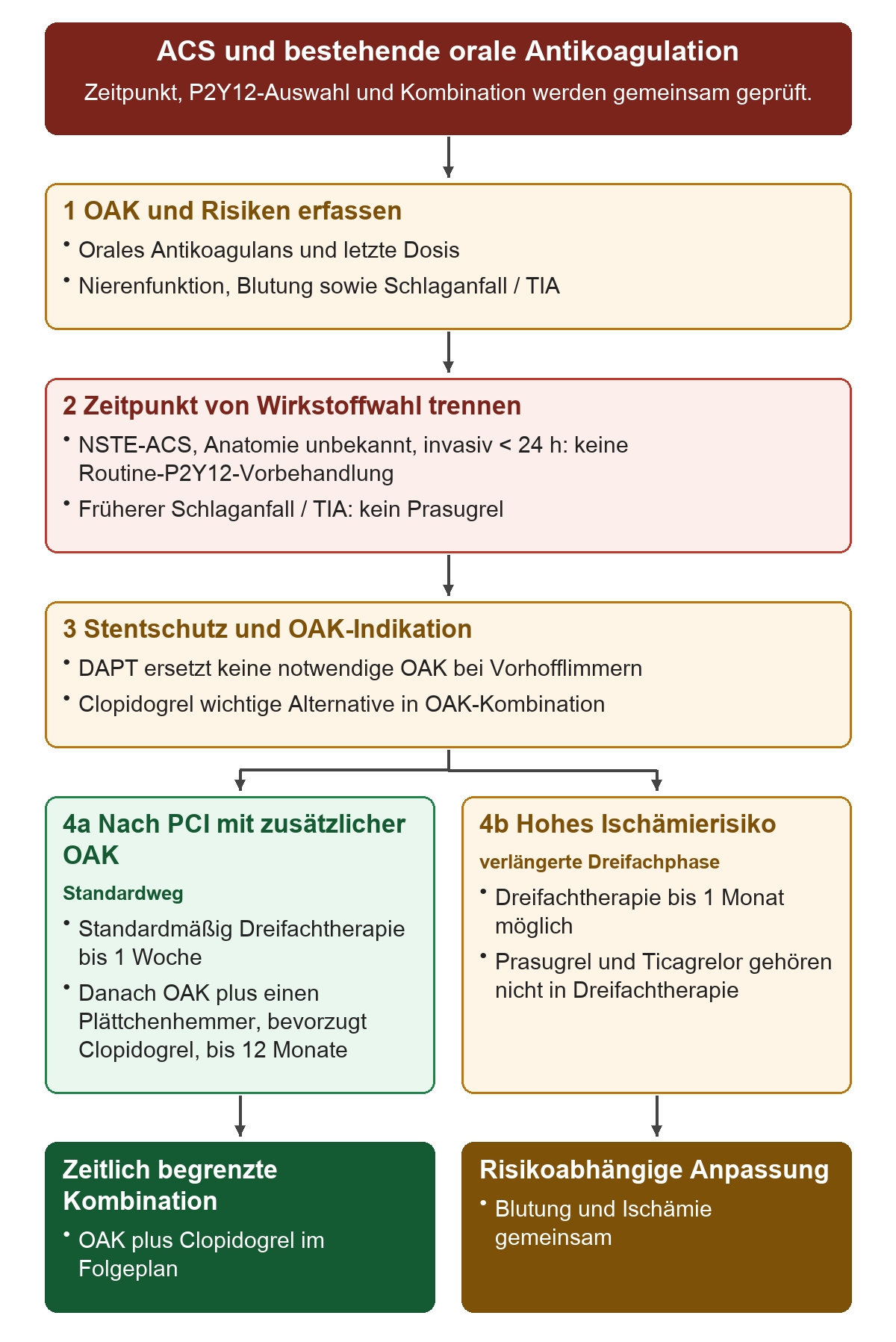 ACS und bestehende orale Antikoagulation: Von oben nach unten 1 OAK und Risiken erfassen; 2 Zeitpunkt von Wirkstoffwahl trennen; 3 Stentschutz und OAK-Indikation; 4a Nach PCI mit zusätzlicher OAK; 4b Hohes Ischämierisiko. Die untere Reihe zeigt Zeitlich begrenzte Kombination, Risikoabhängige Anpassung.