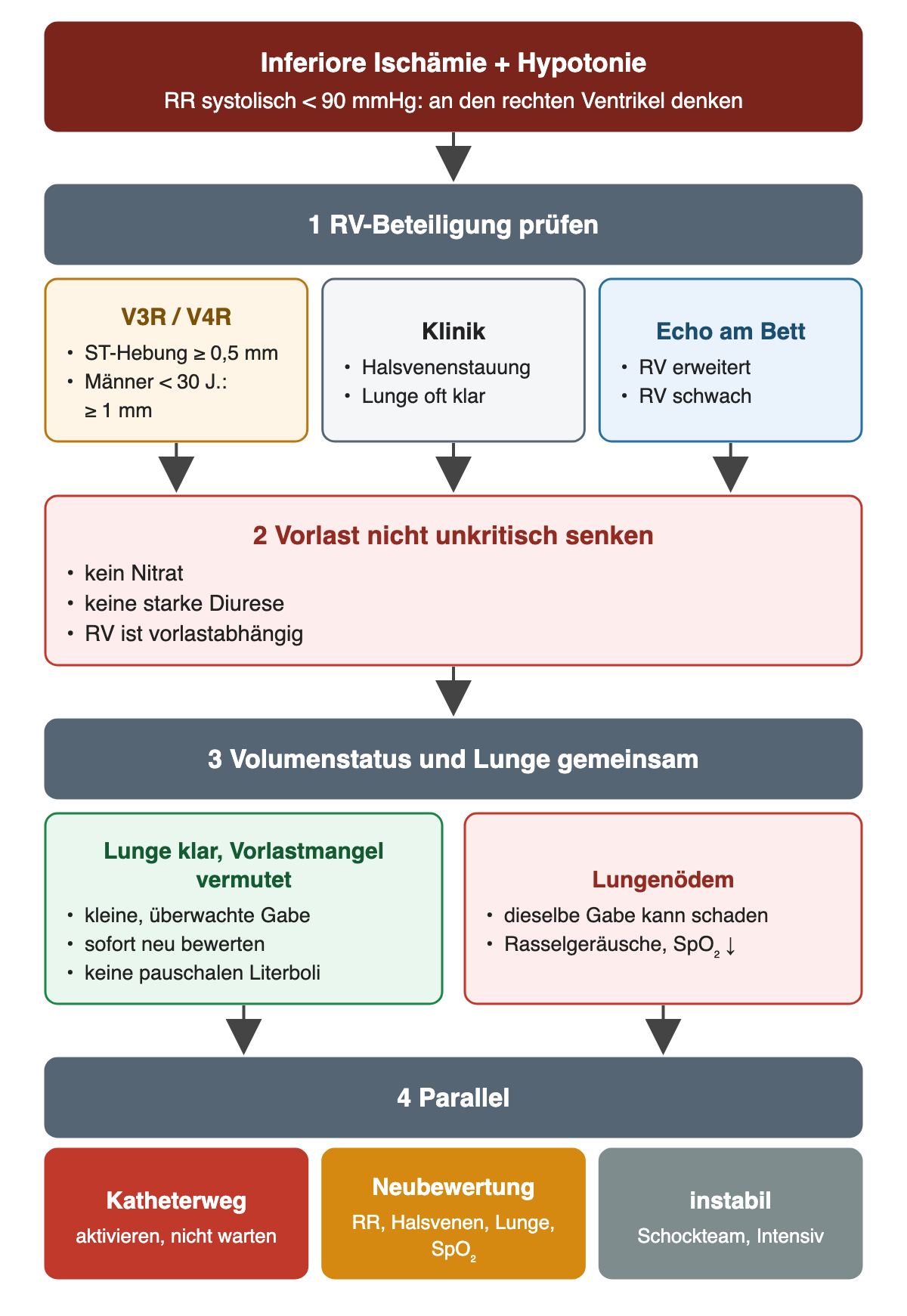 Entscheidungsweg bei inferiorer Ischämie und systolischem Blutdruck unter 90 mmHg: RV-Beteiligung mit V3R/V4R (ST-Hebung ab 0,5 mm, bei Männern unter 30 Jahren ab 1 mm), Halsvenenstauung bei klarer Lunge und Echo prüfen; Vorlast nicht unkritisch senken; Volumenstatus und Lunge gemeinsam beurteilen; parallel Katheterweg, Neubewertung und bei Instabilität Schockteam