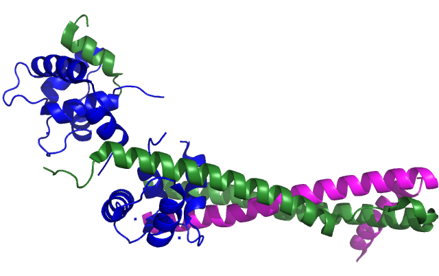 Bandmodell des humanen kardialen Troponin-Kernkomplexes aus Troponin C, I und T