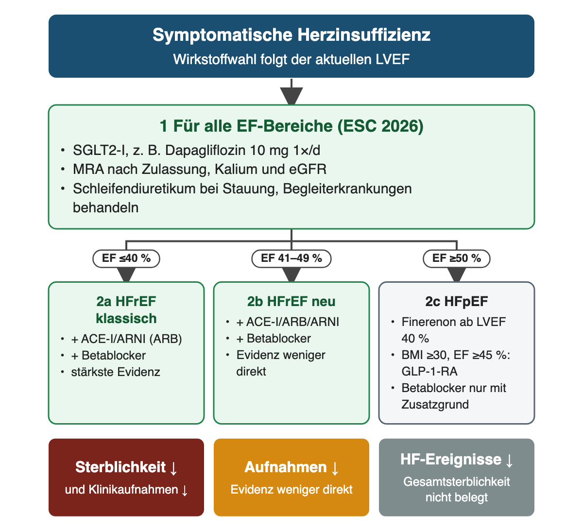 Von oben nach unten: symptomatische Herzinsuffizienz; SGLT2-Inhibitor, MRA und Diuretikum bei Stauung für alle EF-Bereiche; drei Äste für EF bis 40 Prozent, EF 41 bis 49 Prozent und EF ab 50 Prozent mit den jeweils hinzukommenden Wirkstoffen; unten der jeweils belegte Nutzen.