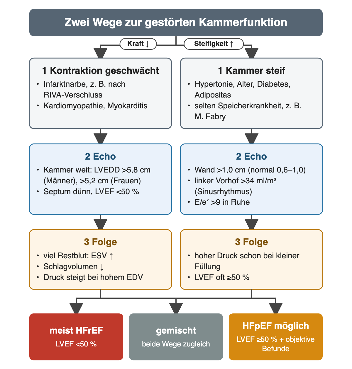Zwei Spalten mit je drei nummerierten Schritten. Links Kraft vermindert: Ursachen wie Infarktnarbe, im Echo weite Kammer über 5,8 beziehungsweise 5,2 cm und LVEF unter 50 Prozent, Folge viel Restblut. Rechts Steifigkeit erhöht: Ursachen wie Hypertonie, im Echo Wand über 1,0 cm, Vorhof über 34 ml/m² und E/e′ über 9, Folge hoher Druck bei kleiner Füllung. Ergebnisfelder: meist HFrEF, gemischt, HFpEF möglich.