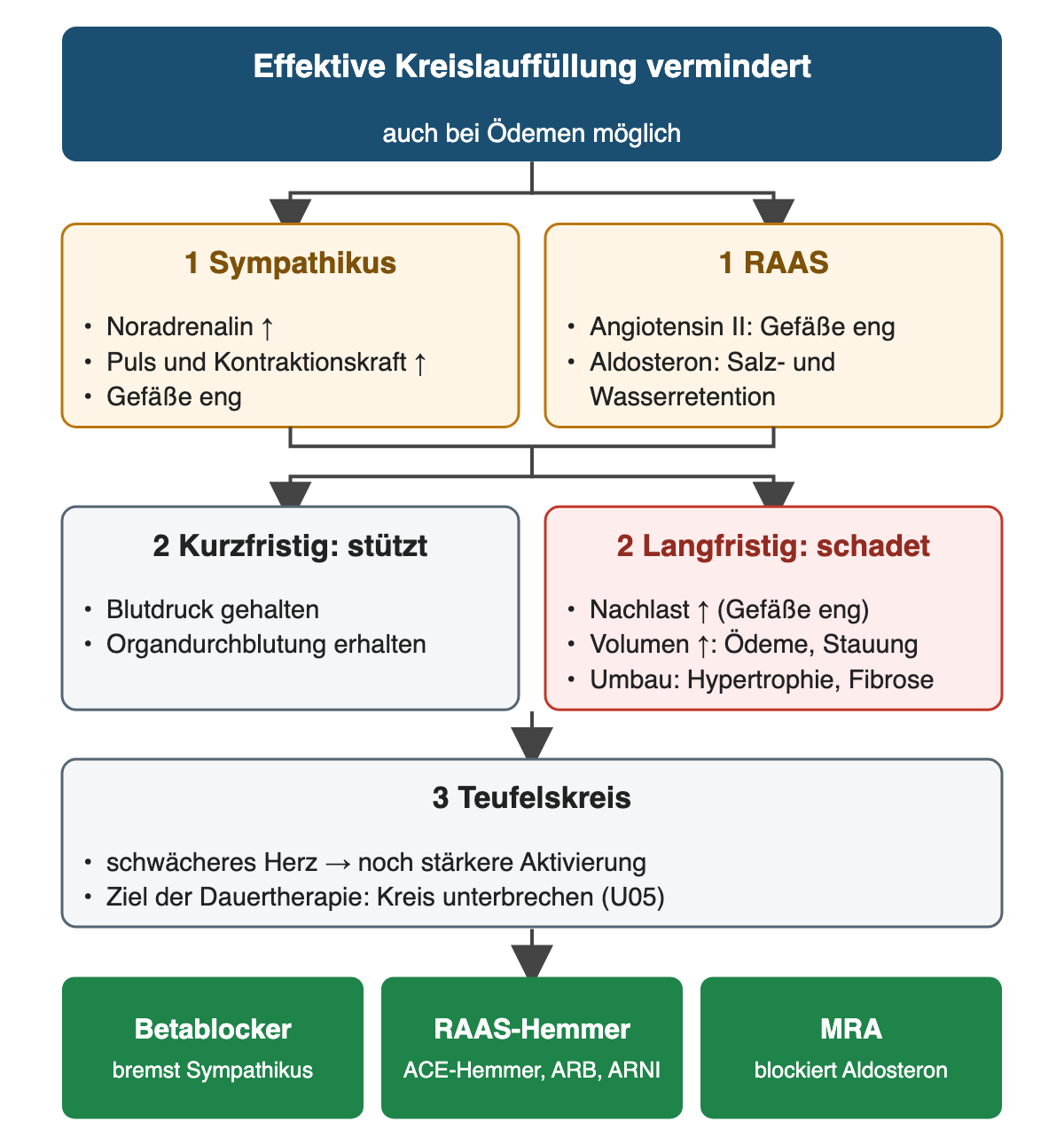 Verminderte effektive Kreislauffüllung aktiviert den Sympathikus (Noradrenalin, Puls und Kontraktionskraft steigen, Gefäße eng) und das RAAS (Angiotensin II verengt Gefäße, Aldosteron hält Salz und Wasser zurück). Kurzfristig werden Blutdruck und Organdurchblutung gestützt, langfristig steigen Nachlast und Volumen, und das Herz baut um. Ein Teufelskreis verstärkt die Aktivierung; die grüne Ergebniszeile nennt Betablocker, RAAS-Hemmer (ACE-Hemmer, ARB, ARNI) und MRA.