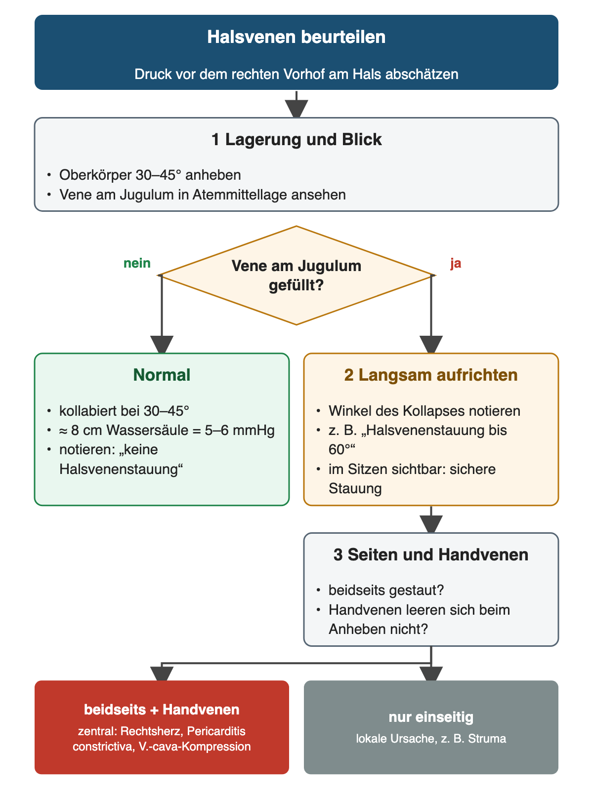 Ablauf der Halsvenenbeurteilung: Oberkörper 30–45° anheben und die Vene am Jugulum in Atemmittellage ansehen. Eine Raute fragt, ob sie gefüllt ist. Nein bedeutet normal (kollabiert, etwa 8 cm Wassersäule beziehungsweise 5–6 mmHg). Ja führt zu langsamem Aufrichten mit Notieren des Kollapswinkels, zum Beispiel bis 60°, und zur Prüfung von Seiten und Handvenen. Beidseitige Stauung mit gestauten Handvenen spricht für eine zentrale Ursache wie Rechtsherzinsuffizienz, Pericarditis constrictiva oder Kompression der oberen Hohlvene, eine nur einseitige Stauung für eine lokale Ursache wie eine Struma.
