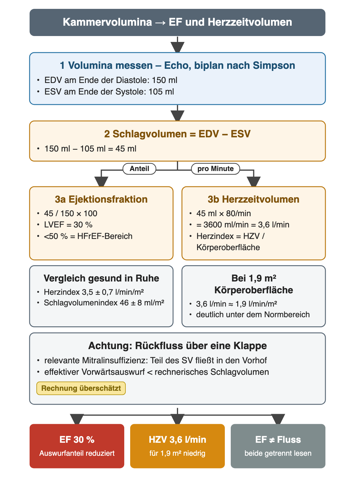 Nummerierte Rechenschritte: EDV 150 ml und ESV 105 ml im Echo, Schlagvolumen 45 ml, dann getrennt EF 30 Prozent als Anteil und Herzzeitvolumen 3,6 Liter pro Minute bei 80 Schlägen. Darunter Normwerte in Ruhe mit Herzindex 3,5 plus minus 0,7 l/min/m², Umrechnung auf 1,9 l/min/m² bei 1,9 m² und ein Warnfeld zur Überschätzung bei Mitralinsuffizienz. Ergebnisfelder: EF reduziert, Herzzeitvolumen niedrig, EF ist kein Fluss.
