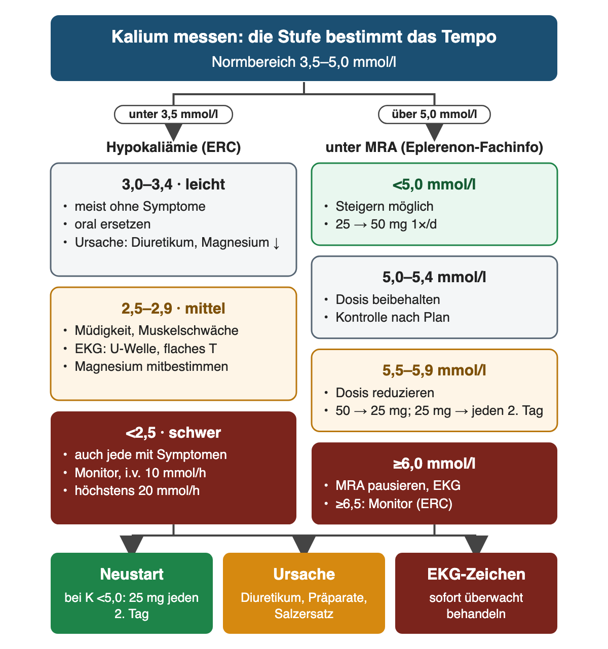 Zwei Spalten: links Hypokaliämie-Stufen nach ERC (3,0–3,4 leicht: oral ersetzen; 2,5–2,9 mittel: EKG und Magnesium; unter 2,5 oder mit Symptomen schwer: Monitor, i.v. 10 mmol/h, höchstens 20 mmol/h), rechts Eplerenon-Anpassung nach Kalium (unter 5,0 steigern möglich, 5,0–5,4 beibehalten, 5,5–5,9 reduzieren, ab 6,0 pausieren und EKG, ab 6,5 Monitor); Ergebnisreihe: Neustart mit 25 mg jeden zweiten Tag bei Kalium unter 5,0, Ursachen beseitigen, bei EKG-Zeichen sofort überwacht behandeln.