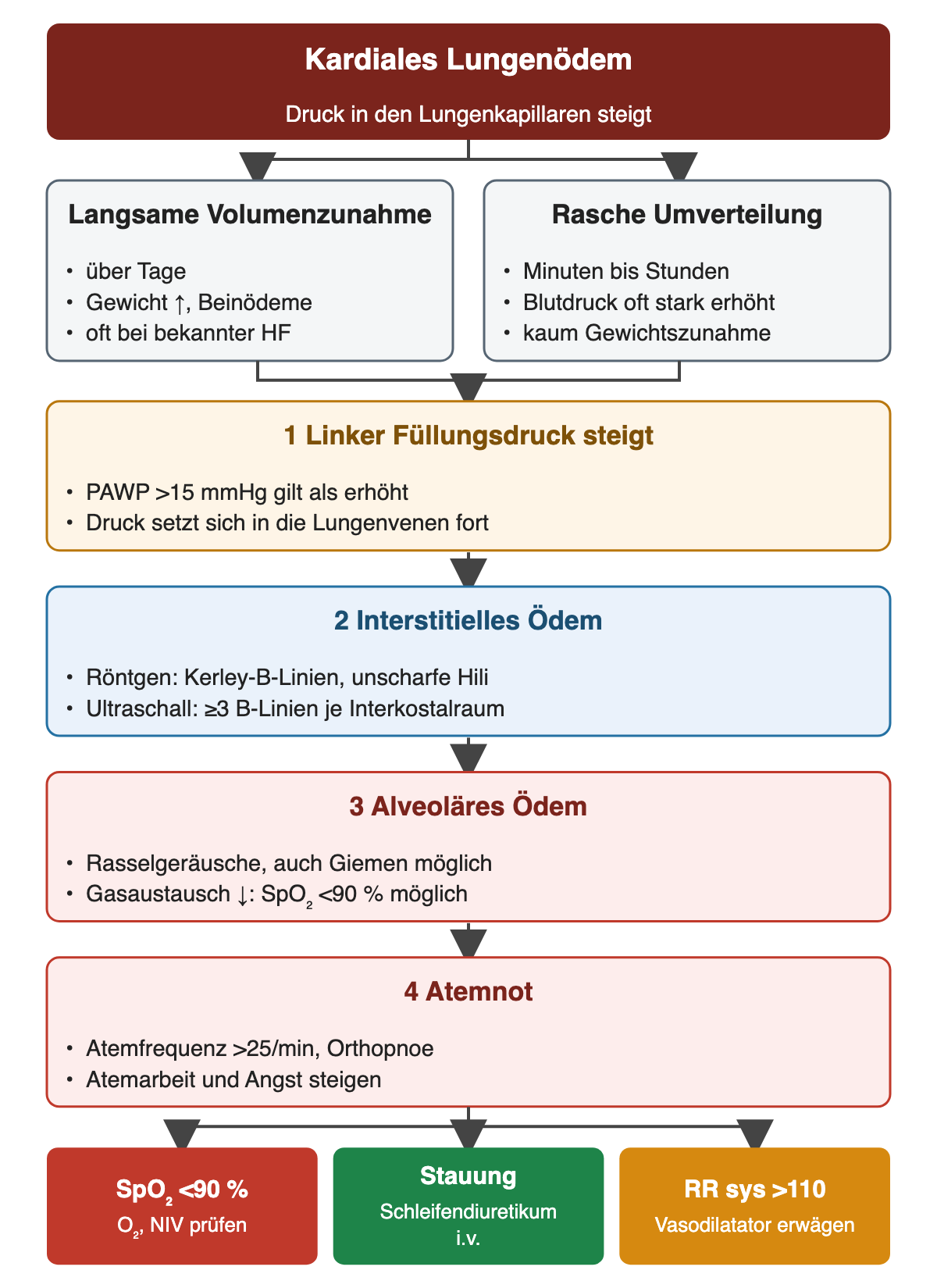 Von oben nach unten: langsame Volumenzunahme oder rasche Umverteilung erhöhen den linken Füllungsdruck (PAWP über 15 mmHg); es folgen interstitielles Ödem mit Kerley-B- und B-Linien, alveoläres Ödem mit Rasselgeräuschen und SpO₂ unter 90 Prozent sowie Atemnot mit Atemfrequenz über 25 pro Minute; unten drei farbige Konsequenzen: Sauerstoff/NIV, Schleifendiuretikum, Vasodilatator.