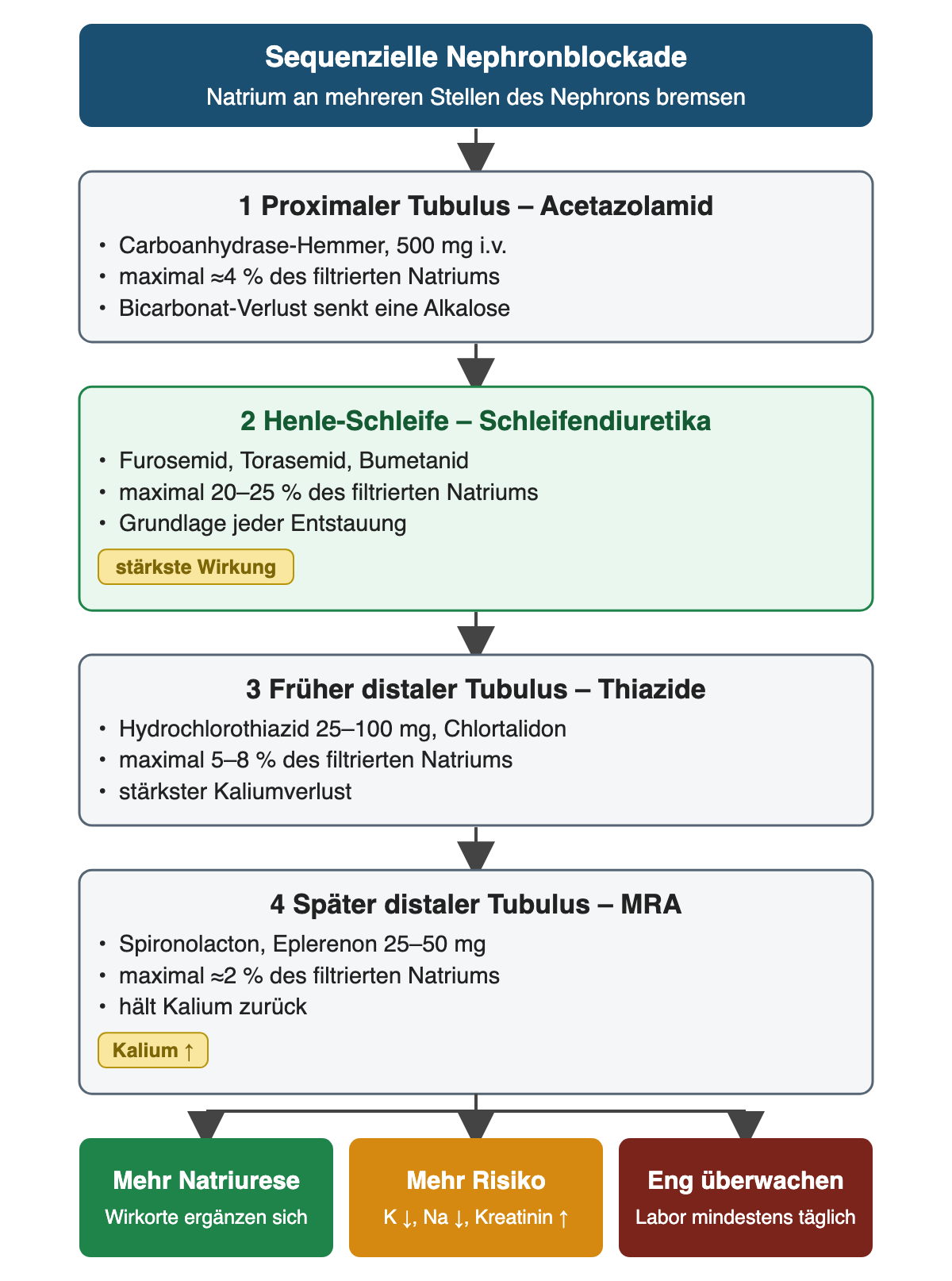 Vier Nephronabschnitte untereinander: proximaler Tubulus mit Acetazolamid (maximal etwa 4 % des filtrierten Natriums), Henle-Schleife mit Schleifendiuretika (20–25 %), früher distaler Tubulus mit Thiaziden (5–8 %) und später distaler Tubulus mit MRA (etwa 2 %); Ergebnisreihe: mehr Natriurese, mehr Elektrolyt- und Nierenrisiko, enge Überwachung.