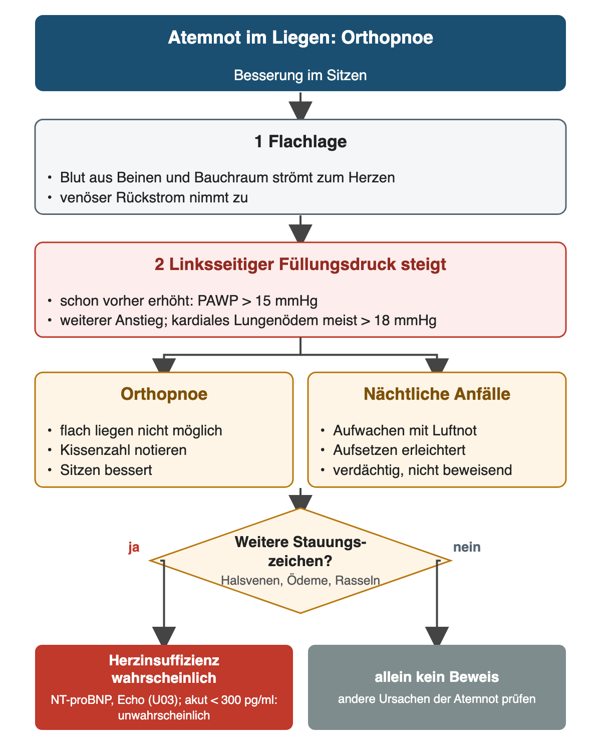 Flachlage erhöht den venösen Rückstrom; der schon erhöhte linksseitige Füllungsdruck (PAWP über 15 mmHg) steigt weiter, ein kardiales Lungenödem tritt meist über 18 mmHg auf. Daraus folgen Orthopnoe (flach liegen nicht möglich, Kissenzahl notieren, Sitzen bessert) und nächtliche Anfälle (Aufwachen mit Luftnot, Aufsetzen erleichtert, verdächtig, nicht beweisend). Eine Raute fragt nach weiteren Stauungszeichen: ja führt zu „Herzinsuffizienz wahrscheinlich“ mit NT-proBNP und Echo, nein zu „allein kein Beweis“.