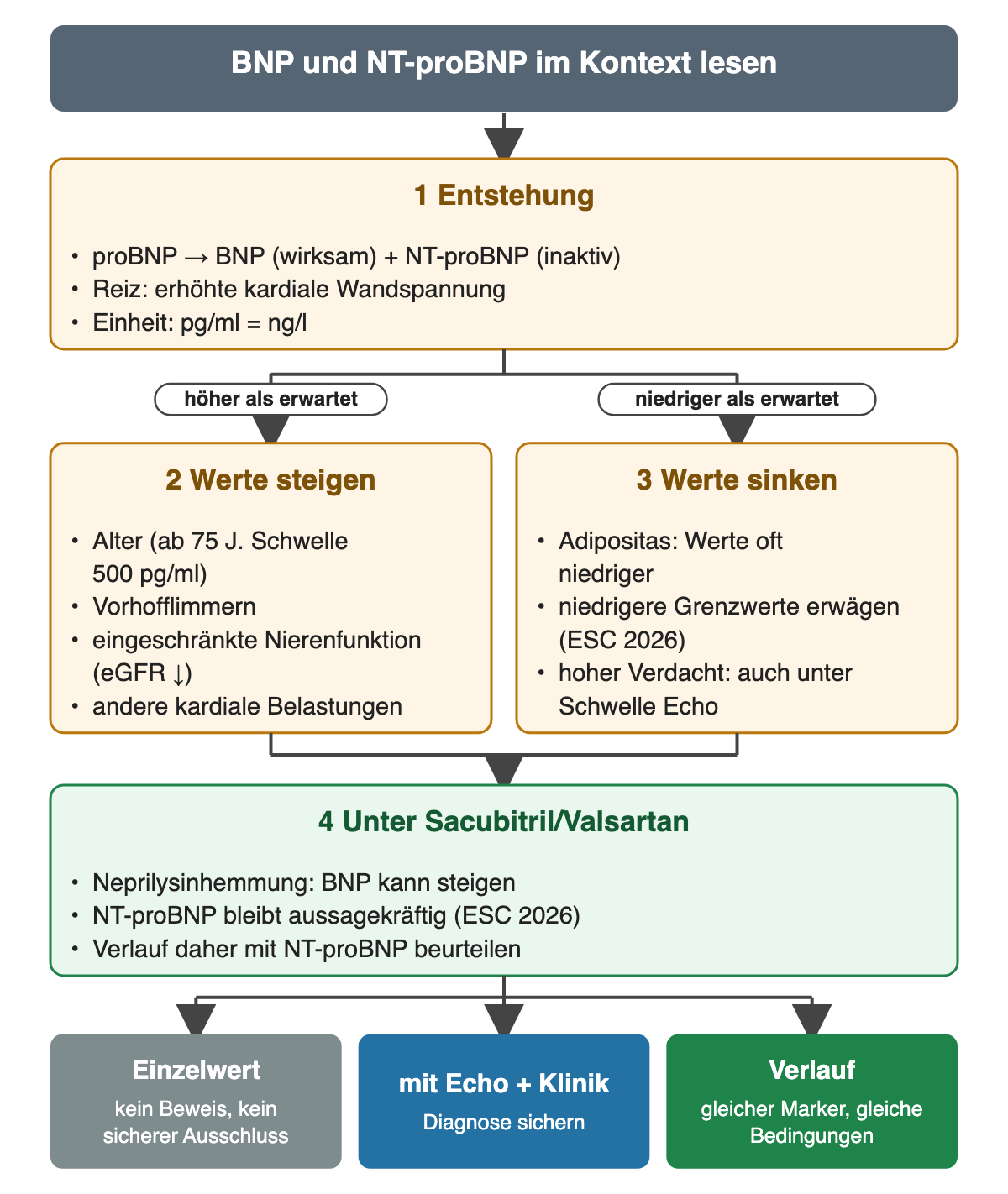 Entstehung von BNP und NT-proBNP aus proBNP bei kardialer Wandspannung. Höhere Werte bei Alter, Vorhofflimmern, eingeschränkter Nierenfunktion und anderen kardialen Belastungen; niedrigere Werte bei Adipositas. Unter Sacubitril/Valsartan kann BNP steigen, NT-proBNP bleibt für den Verlauf verwertbar.
