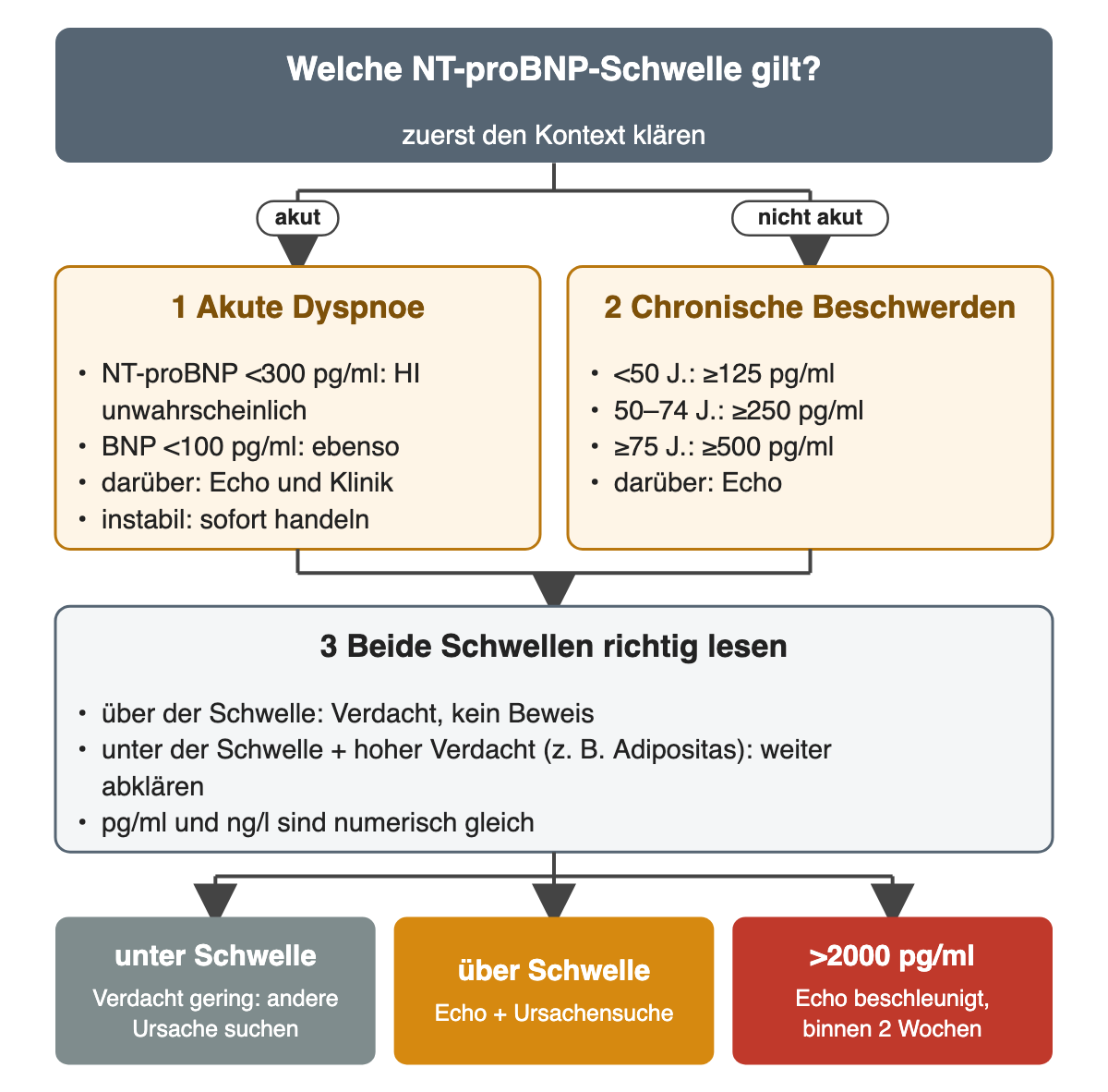 Zwei Spalten: akute Dyspnoe mit NT-proBNP unter 300 pg/ml oder BNP unter 100 pg/ml als Grenze, nicht akute Beschwerden mit altersbezogenen Verdachtsschwellen 125, 250 und 500 pg/ml. Ergebnisreihe: unter der Schwelle andere Ursache suchen, über der Schwelle Echo und Ursachensuche, über 2000 pg/ml Echo binnen zwei Wochen.