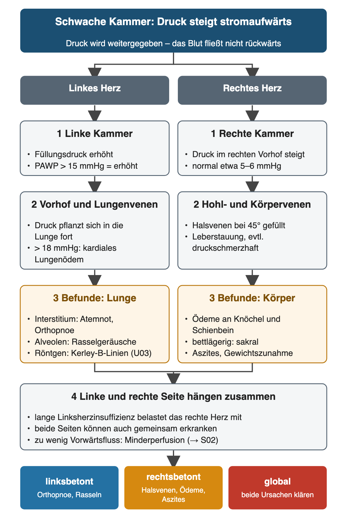 Ablauf in zwei Spalten: Links führt eine schwache linke Kammer mit PAWP über 15 mmHg über Vorhof und Lungenvenen (über 18 mmHg kardiales Lungenödem) zu Atemnot, Orthopnoe, Rasselgeräuschen und Kerley-B-Linien. Rechts führt ein erhöhter Druck im rechten Vorhof (normal etwa 5–6 mmHg) über gefüllte Halsvenen und Leberstauung zu Ödemen, sakralen Ödemen bei Bettlägerigen, Aszites und Gewichtszunahme. Beide Spalten münden in den Zusammenhang beider Seiten; die farbige Ergebniszeile unterscheidet linksbetonte, rechtsbetonte und globale Stauung.
