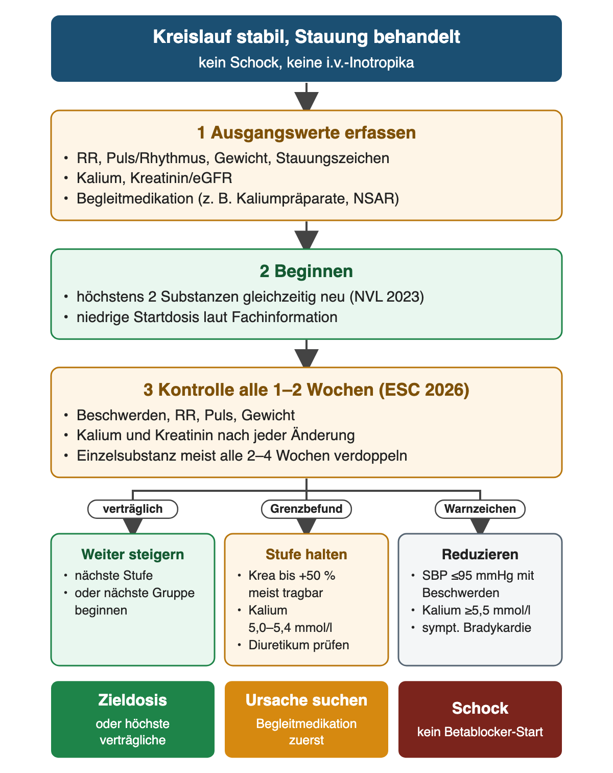 Von oben nach unten: stabiler Kreislauf; Ausgangswerte erfassen; höchstens zwei Substanzen gleichzeitig neu beginnen; Kontrolle alle 1–2 Wochen; drei Äste: verträglich weiter steigern, Grenzbefund Stufe halten, Warnzeichen reduzieren; unten Zieldosis, Ursachensuche und kein Betablocker-Start im Schock.