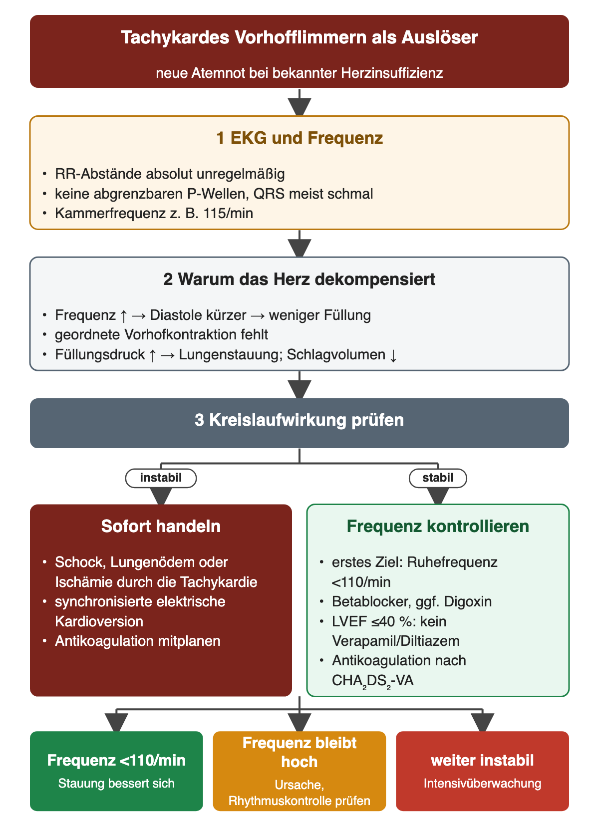 Ablauf bei tachykardem Vorhofflimmern: EKG mit unregelmäßigen RR-Abständen, ohne P-Wellen, Frequenz etwa 115/min; kürzere Diastole und fehlende Vorhofkontraktion erhöhen den Füllungsdruck. Danach Kreislaufwirkung prüfen: instabil synchronisierte Kardioversion, stabil Ruhefrequenz unter 110/min mit Betablocker, bei LVEF bis 40 % kein Verapamil oder Diltiazem, Antikoagulation nach CHA2DS2-VA.