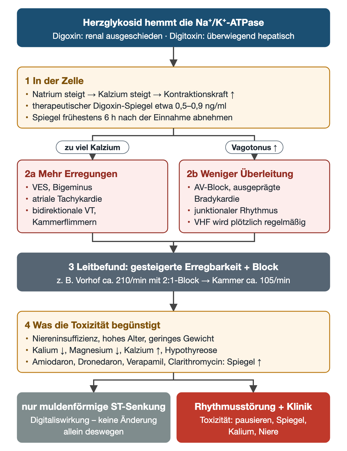 Flussdiagramm Digitalis: Hemmung der Natrium-Kalium-ATPase, Schritt 1 Natrium- und Kalziumanstieg mit therapeutischem Spiegel 0,5 bis 0,9 ng/ml; zwei Äste mehr Erregungen und weniger Überleitung; Schritt 3 Leitbefund Erregbarkeit plus Block am Beispiel Vorhof 210/min mit 2:1-Block; Schritt 4 begünstigende Faktoren; unten zwei Ergebnisse Digitaliswirkung und Toxizität