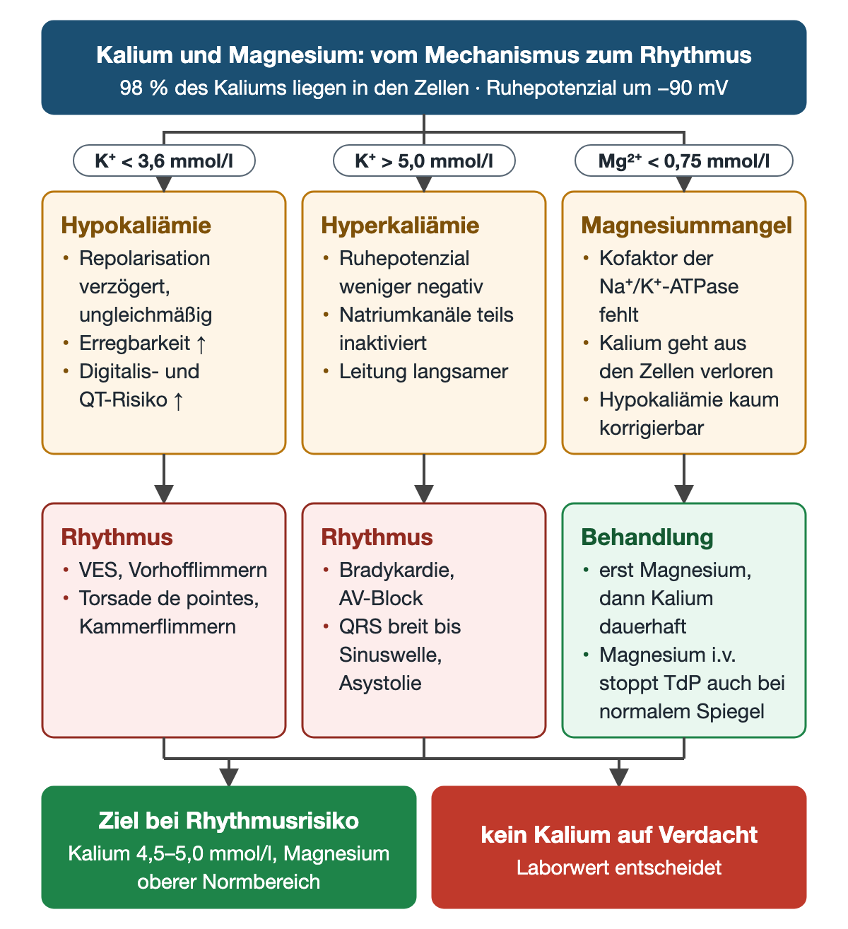 Diagramm Kalium und Magnesium: oben 98 Prozent des Kaliums intrazellulär und Ruhepotenzial um minus 90 mV; drei Äste Hypokaliämie unter 3,6, Hyperkaliämie über 5,0 und Magnesiummangel unter 0,75 mmol/l mit Mechanismus, darunter Rhythmusfolgen und Magnesiumausgleich; unten Zielwert Kalium 4,5 bis 5,0 mmol/l und kein Kalium auf Verdacht