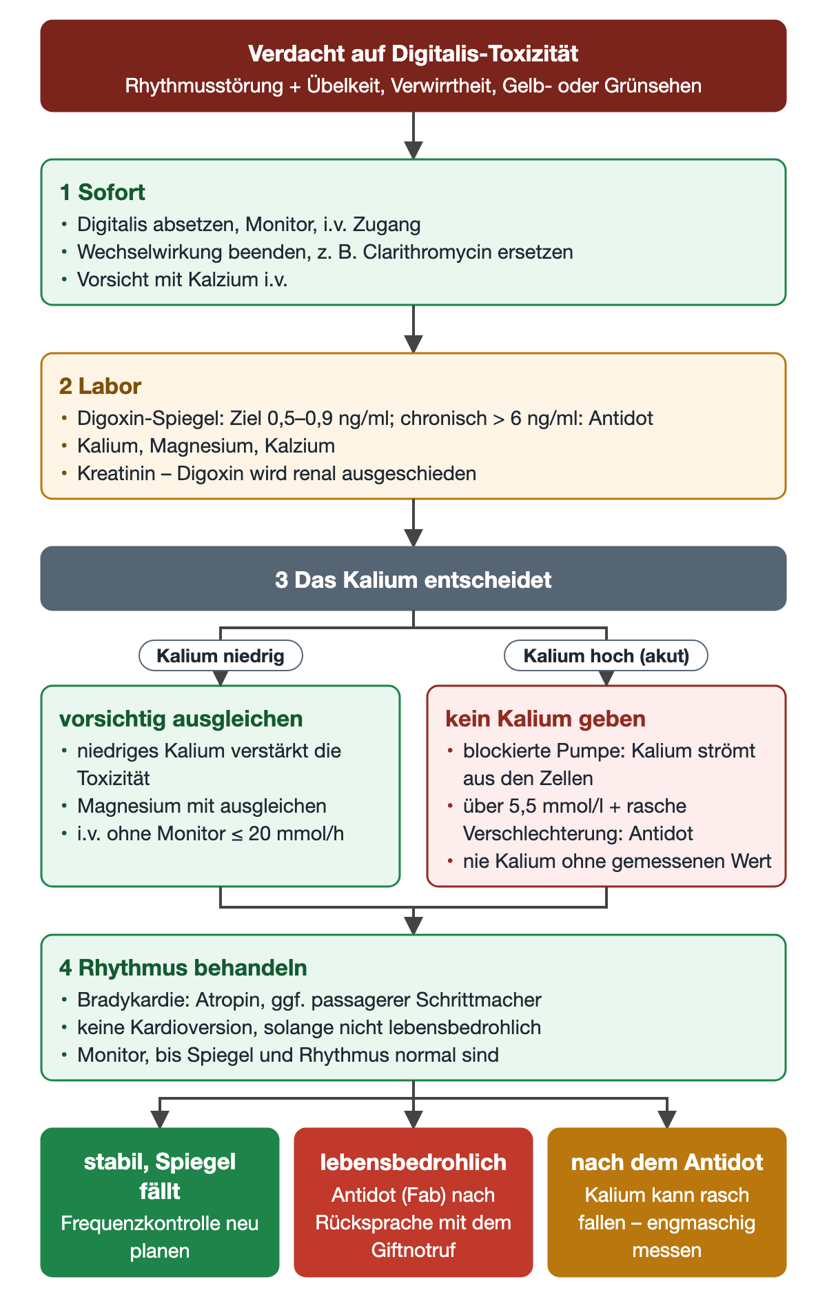 Flussdiagramm Digitalis-Toxizität: Verdacht, Schritt 1 sofort absetzen und Monitor, Schritt 2 Labor mit Spiegel, Elektrolyten und Kreatinin, Schritt 3 Verzweigung nach Kalium: niedrig vorsichtig ausgleichen, hoch kein Kalium und ab 5,5 mmol/l mit rascher Verschlechterung Antidot; Schritt 4 Rhythmus behandeln ohne Kardioversion; unten drei Ergebnisse stabil, lebensbedrohlich mit Antidot und Kaliumabfall nach dem Antidot