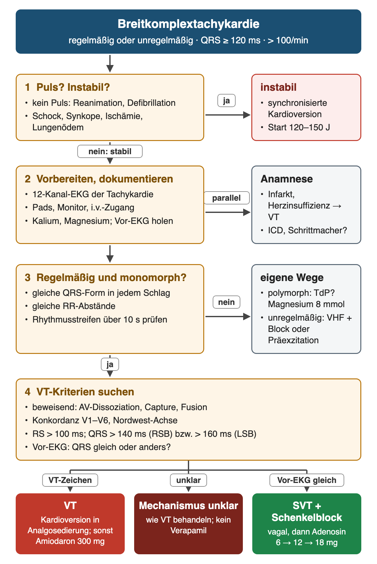 Flussdiagramm in vier nummerierten Schritten: Puls und Instabilität, Vorbereitung mit 12-Kanal-EKG und Anamnese, Regelmäßigkeit und Monomorphie, VT-Kriterien; Ergebnisreihe VT, Mechanismus unklar und SVT mit Schenkelblock mit der jeweiligen Therapie.