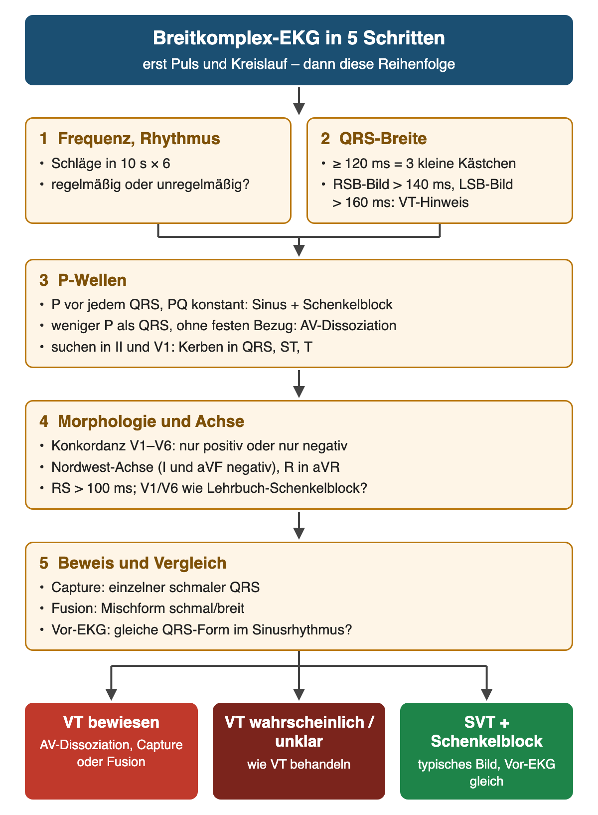 Fünf nummerierte Prüfschritte für ein Breitkomplex-EKG: Frequenz und Rhythmus, QRS-Breite, P-Wellen, Morphologie und Achse, Beweis und Vergleich; Ergebnisreihe VT bewiesen, VT wahrscheinlich oder unklar, SVT mit Schenkelblock.
