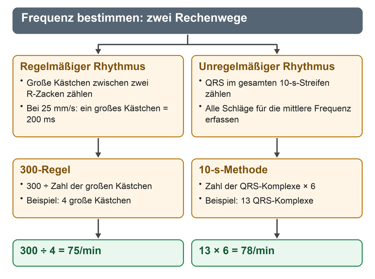 Zwei parallele Rechenwege führen vom regelmäßigen Rhythmus über vier große Kästchen zu 75 pro Minute und vom unregelmäßigen 10-Sekunden-Streifen über 13 QRS-Komplexe zu 78 pro Minute.
