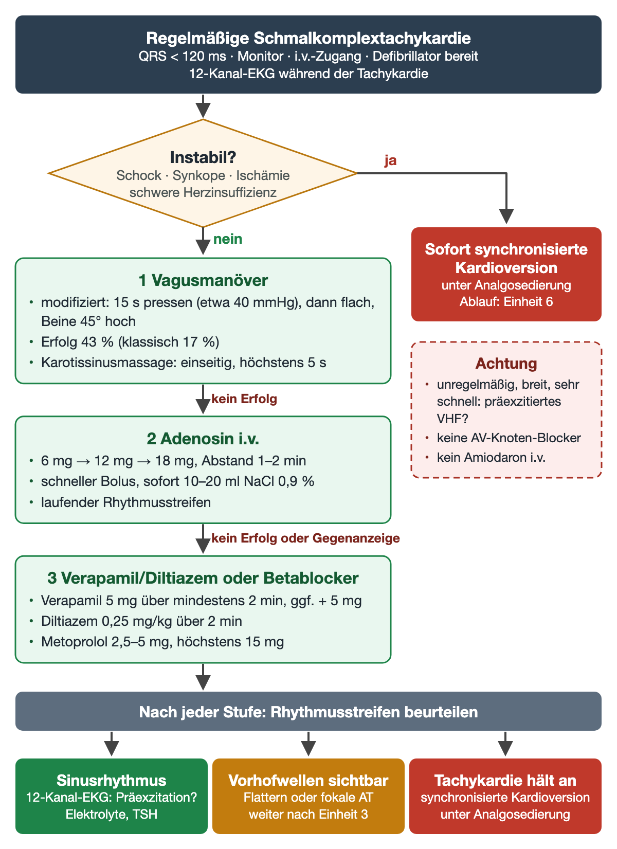 Algorithmus regelmäßige Schmalkomplextachykardie: bei Instabilität sofort synchronisierte Kardioversion; sonst 1 Vagusmanöver (15 s pressen, etwa 40 mmHg, Erfolg 43 %), 2 Adenosin 6 – 12 – 18 mg mit Spülung, 3 Verapamil 5 mg, Diltiazem 0,25 mg/kg oder Metoprolol 2,5–5 mg; Ergebnis Sinusrhythmus, sichtbare Vorhofwellen oder anhaltende Tachykardie; Warnkasten präexzitiertes Vorhofflimmern