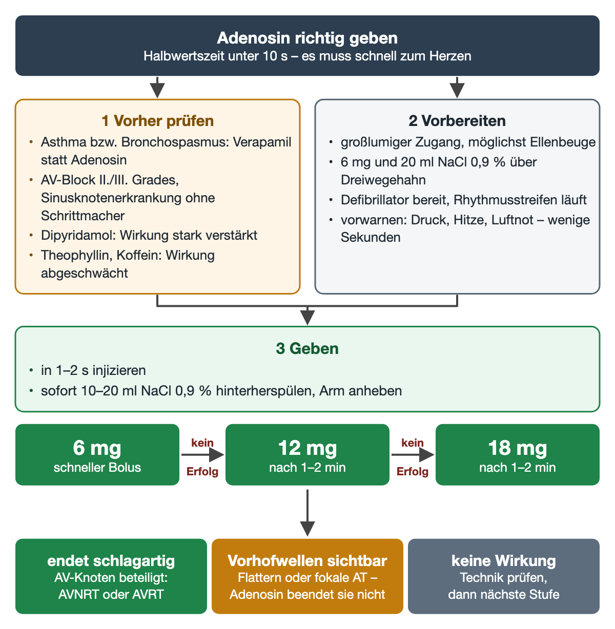 Adenosin-Gabe in Schritten: vorher Gegenanzeigen und Wechselwirkungen prüfen, Zugang und 20 ml NaCl vorbereiten, in 1–2 s injizieren und sofort spülen; Dosisleiter 6 mg, 12 mg, 18 mg im Abstand von 1–2 min; Ergebnis endet schlagartig, Vorhofwellen sichtbar oder keine Wirkung
