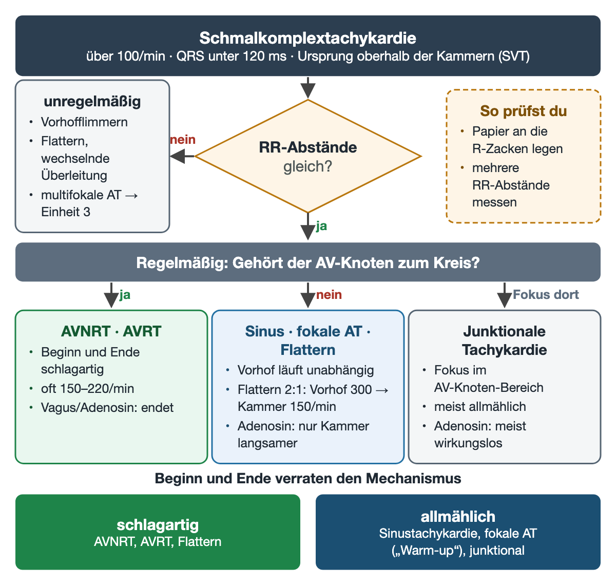 Entscheidungsweg: Schmalkomplextachykardie über 100/min mit QRS unter 120 ms; unregelmäßig führt zu Vorhofflimmern, Flattern mit wechselnder Überleitung oder multifokaler AT; regelmäßig wird danach geordnet, ob der AV-Knoten zum Kreis gehört (AVNRT, AVRT), unabhängig davon läuft (Sinus, fokale AT, Flattern) oder selbst Fokus ist (junktional); unten Beginn schlagartig oder allmählich