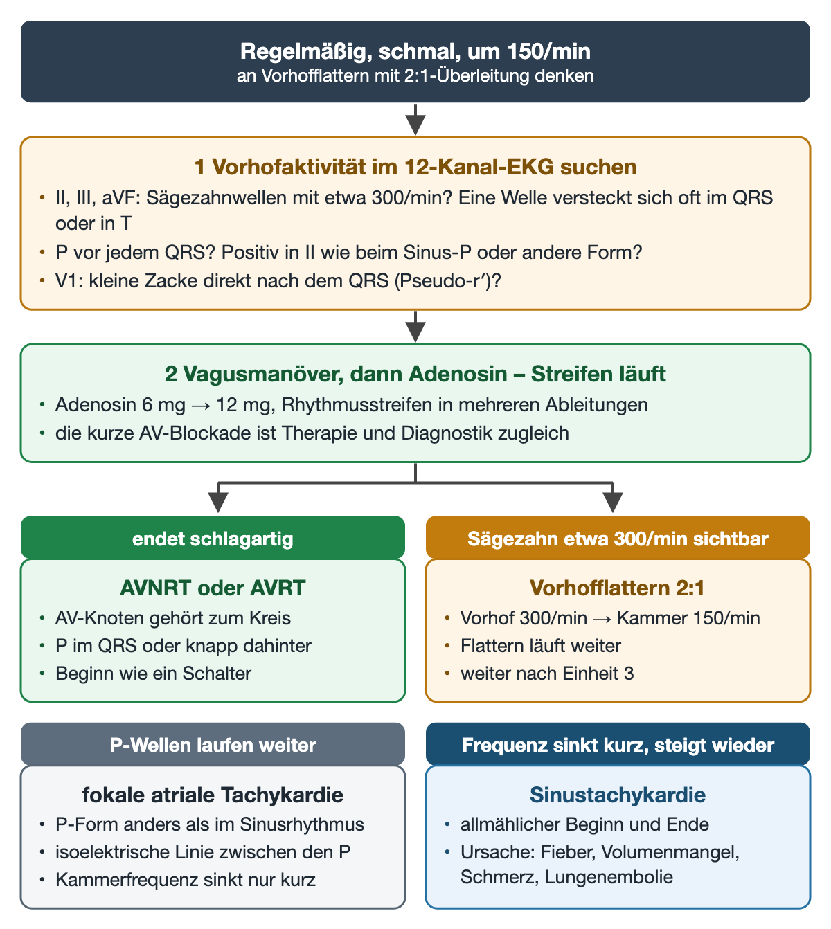 Ablauf bei regelmäßiger Schmalkomplextachykardie um 150/min: erst im 12-Kanal-EKG Vorhofaktivität suchen, dann Vagusmanöver und Adenosin mit laufendem Streifen; vier Ausgänge: endet schlagartig (AVNRT/AVRT), Sägezahn etwa 300/min (Flattern 2:1), P-Wellen laufen weiter (fokale AT), Frequenz sinkt kurz und steigt wieder (Sinustachykardie)