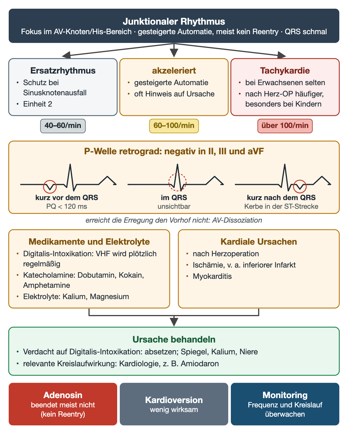 Junktionale Rhythmen: Ersatzrhythmus 40–60/min, akzelerierter Rhythmus 60–100/min und Tachykardie über 100/min; retrograde P-Welle kurz vor dem QRS (PQ unter 120 ms), im QRS oder kurz danach; Ursachen Digitalis, Katecholamine, Elektrolyte, Herzoperation, Ischämie, Myokarditis; Ursache behandeln; Adenosin beendet meist nicht, Kardioversion wenig wirksam